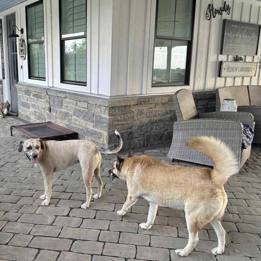 Aspen, a Adoptable mixed breed in Boston, MA image 2/4