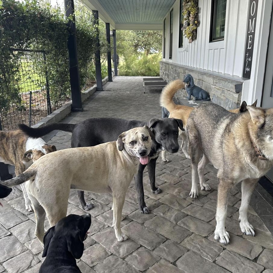 Aspen, a Adoptable mixed breed in Boston, MA image 3/4