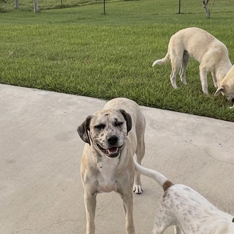 Aspen, a Adoptable mixed breed in Boston, MA image 4/4