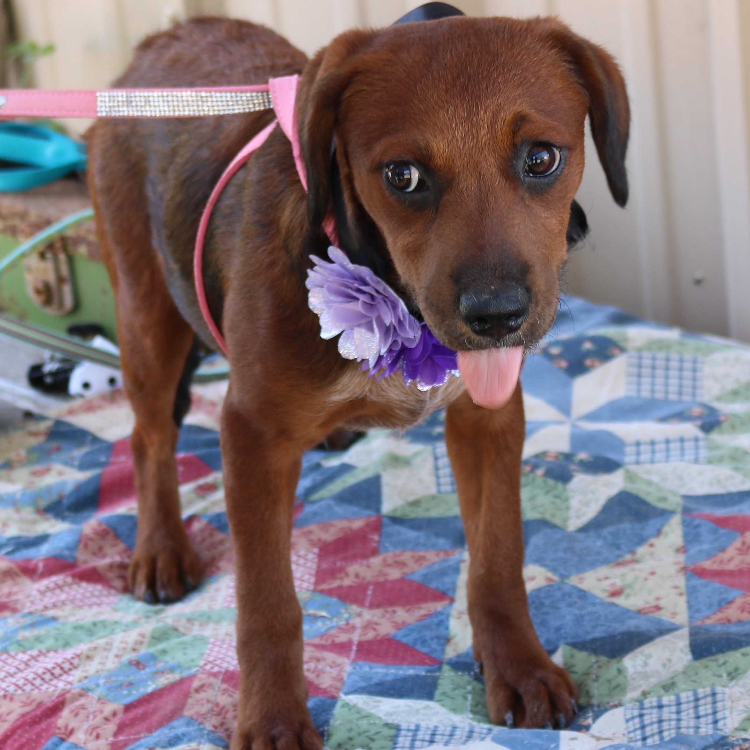 Enlarge Annabelle, a Adopted mixed breed in Bandera, TX image 2/3