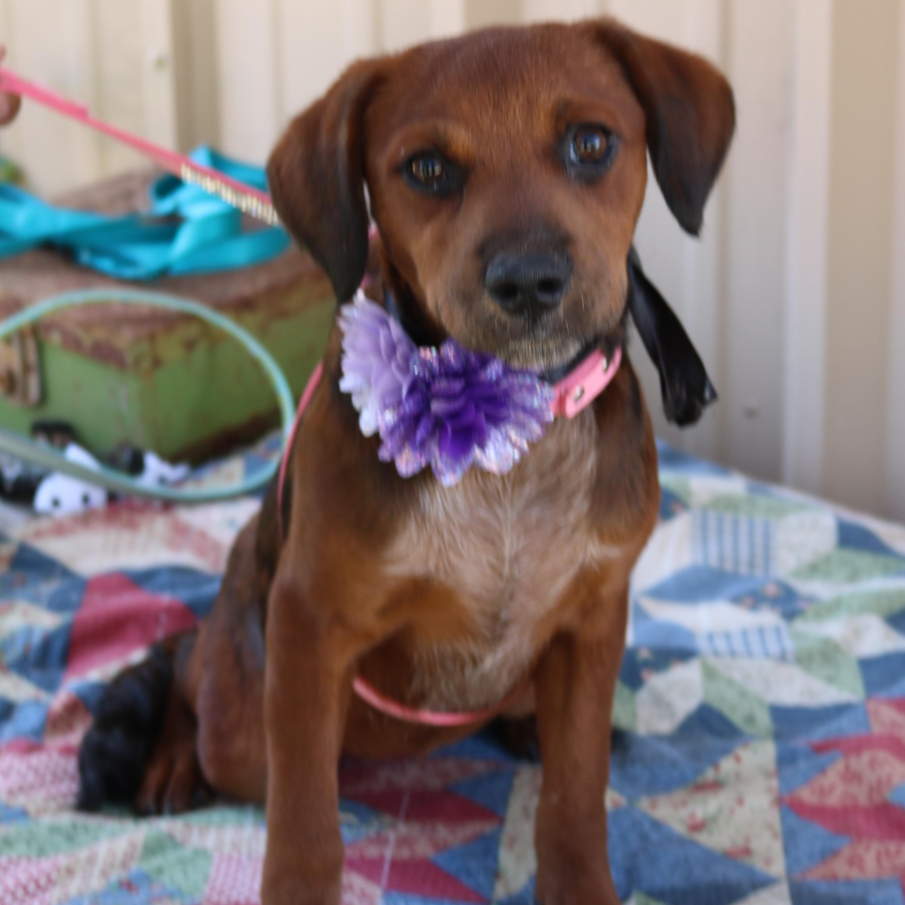 Annabelle, Adopted, Young Female Dachshund & Havanese.
