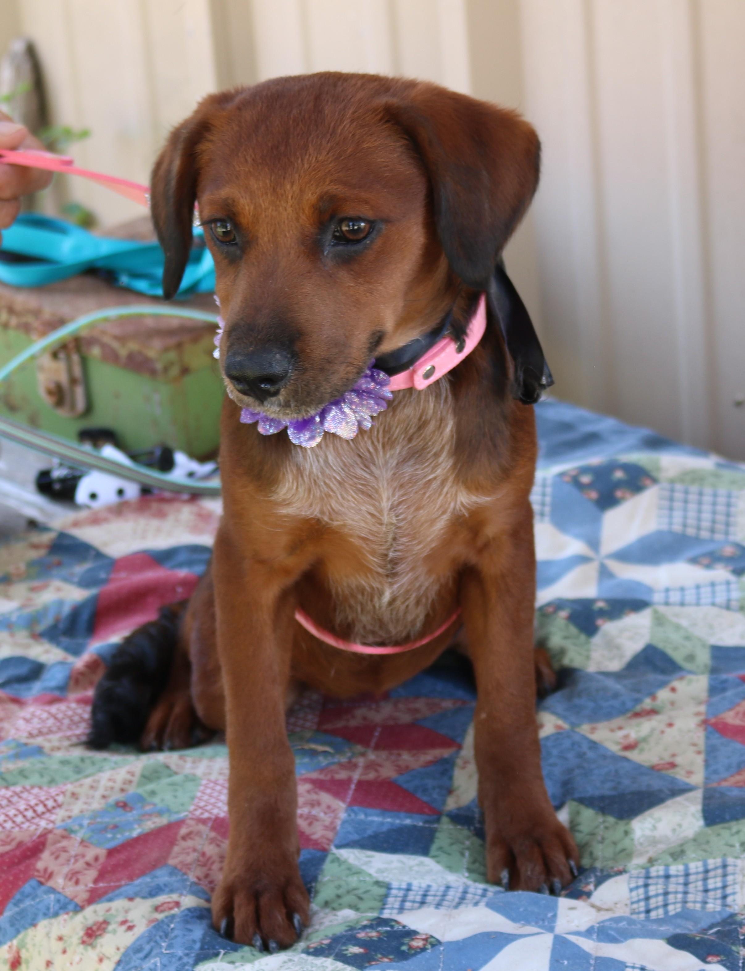 Enlarge Annabelle, a Adopted mixed breed in Bandera, TX image 3/3