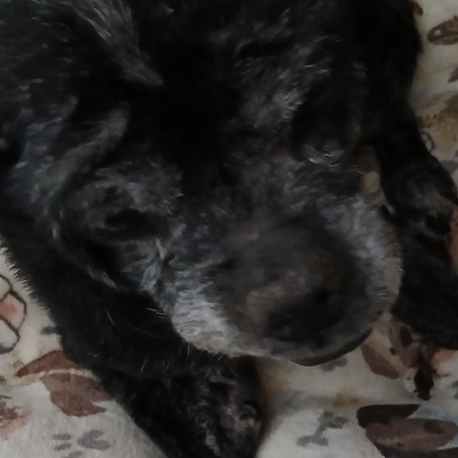 Inu, ADOPTABLE, Senior Female Chug.