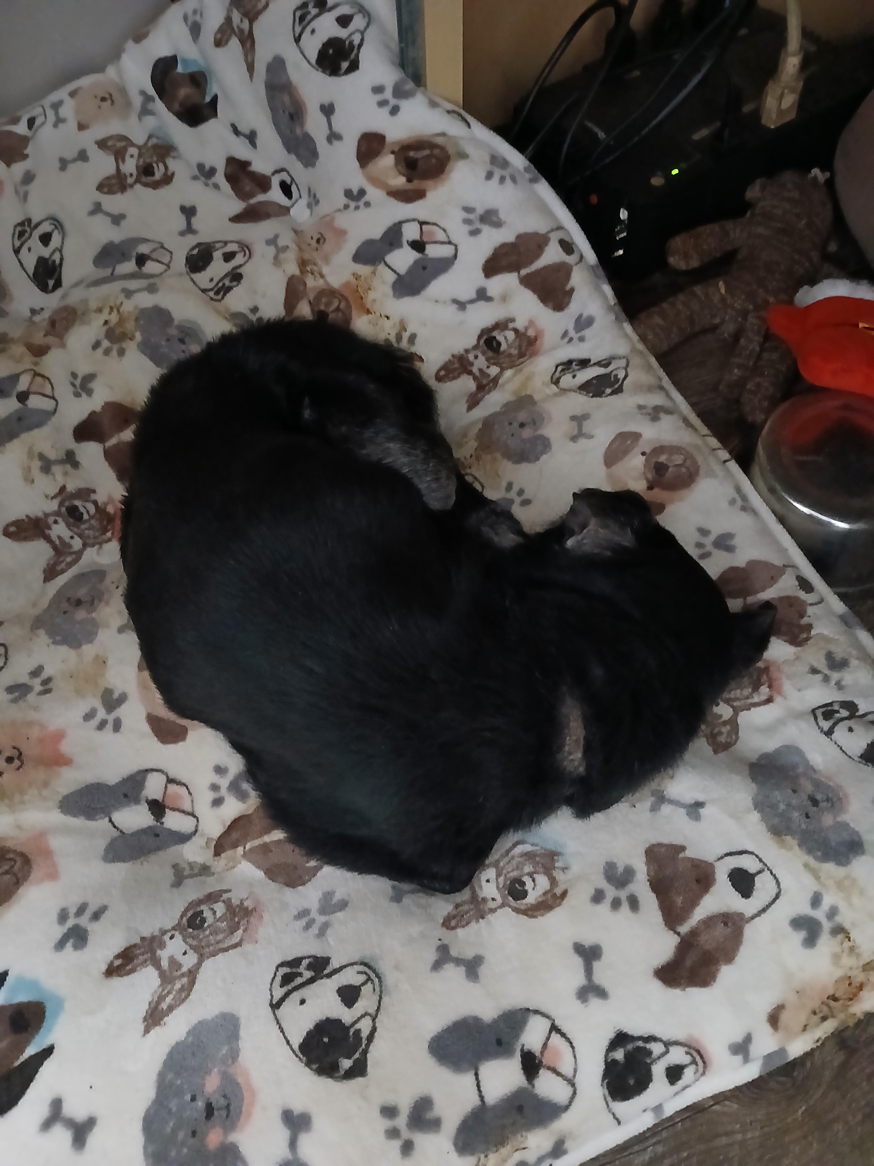 Enlarge Inu, a ADOPTABLE Chug in New Palestine, IN image 2/2