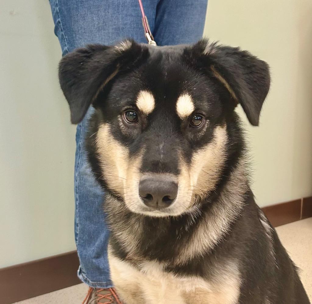 Bumper, Adoptable, Young Male Australian Shepherd & Husky.