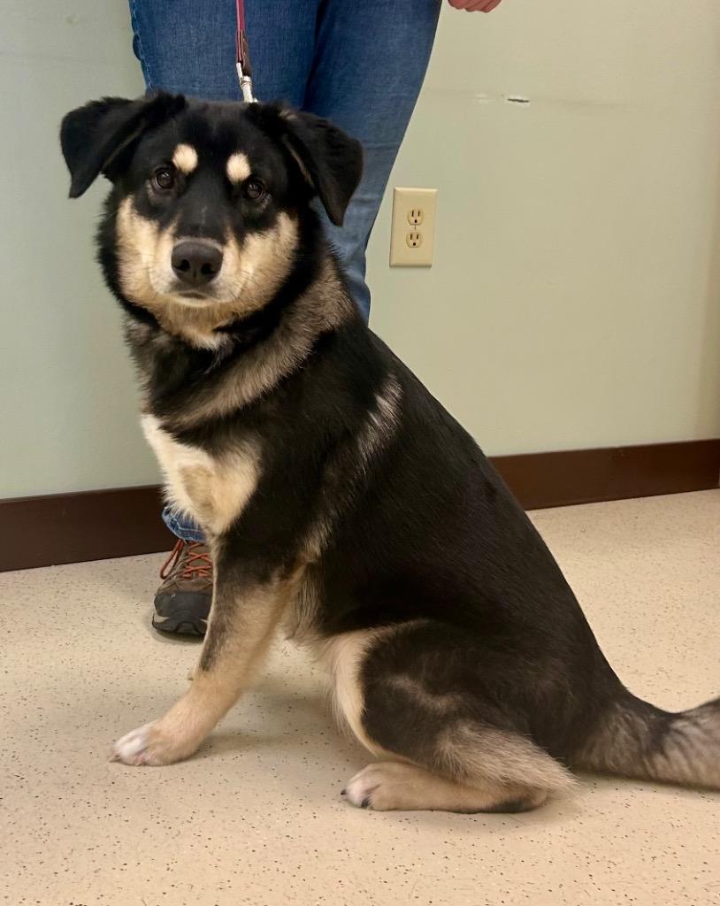 Enlarge Bumper, a Adoptable mixed breed in Amery, WI image 3/3