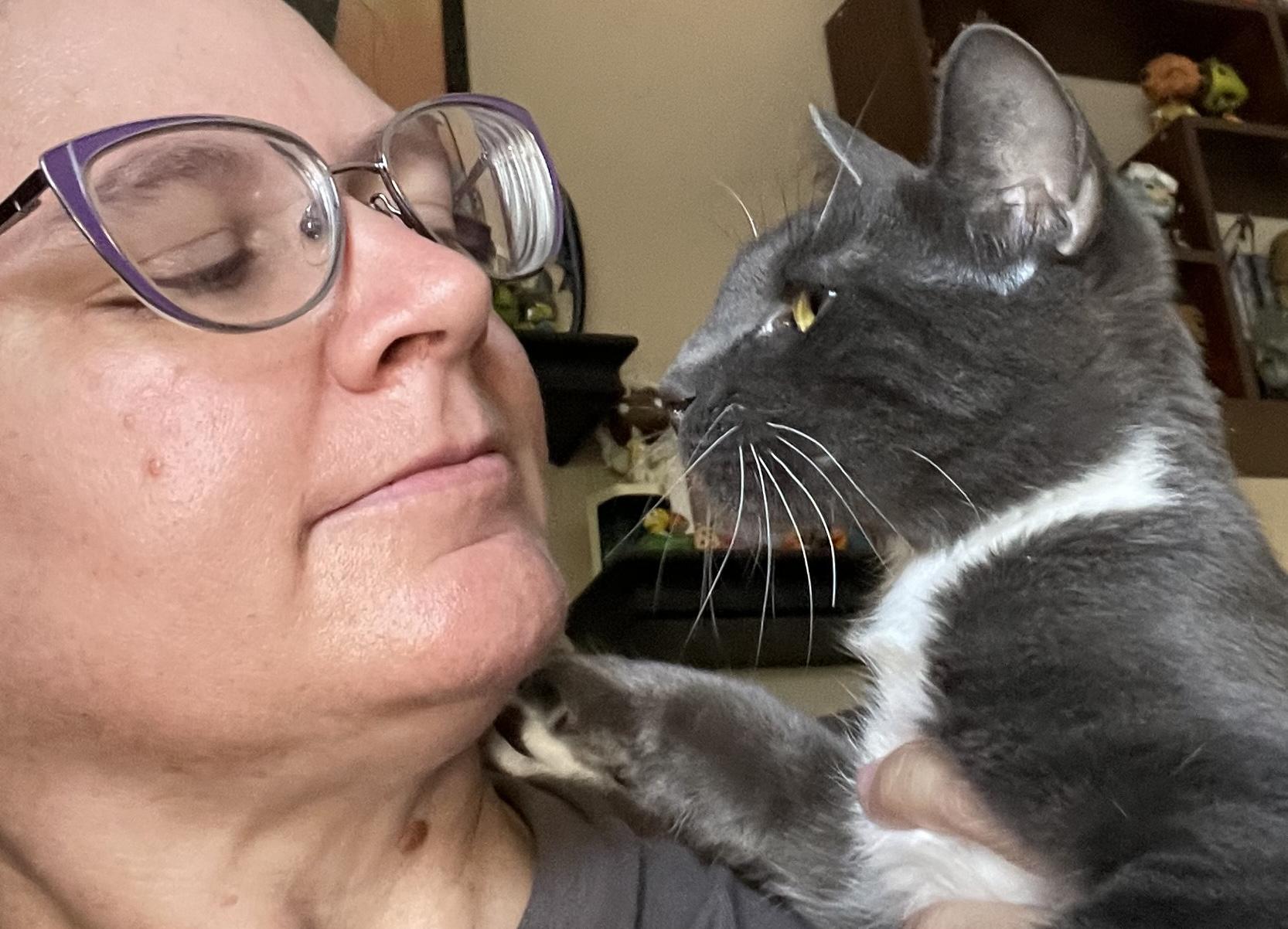 Enlarge Augustus, a Adoptable Domestic Short Hair in Palm Desert, CA image 6/6