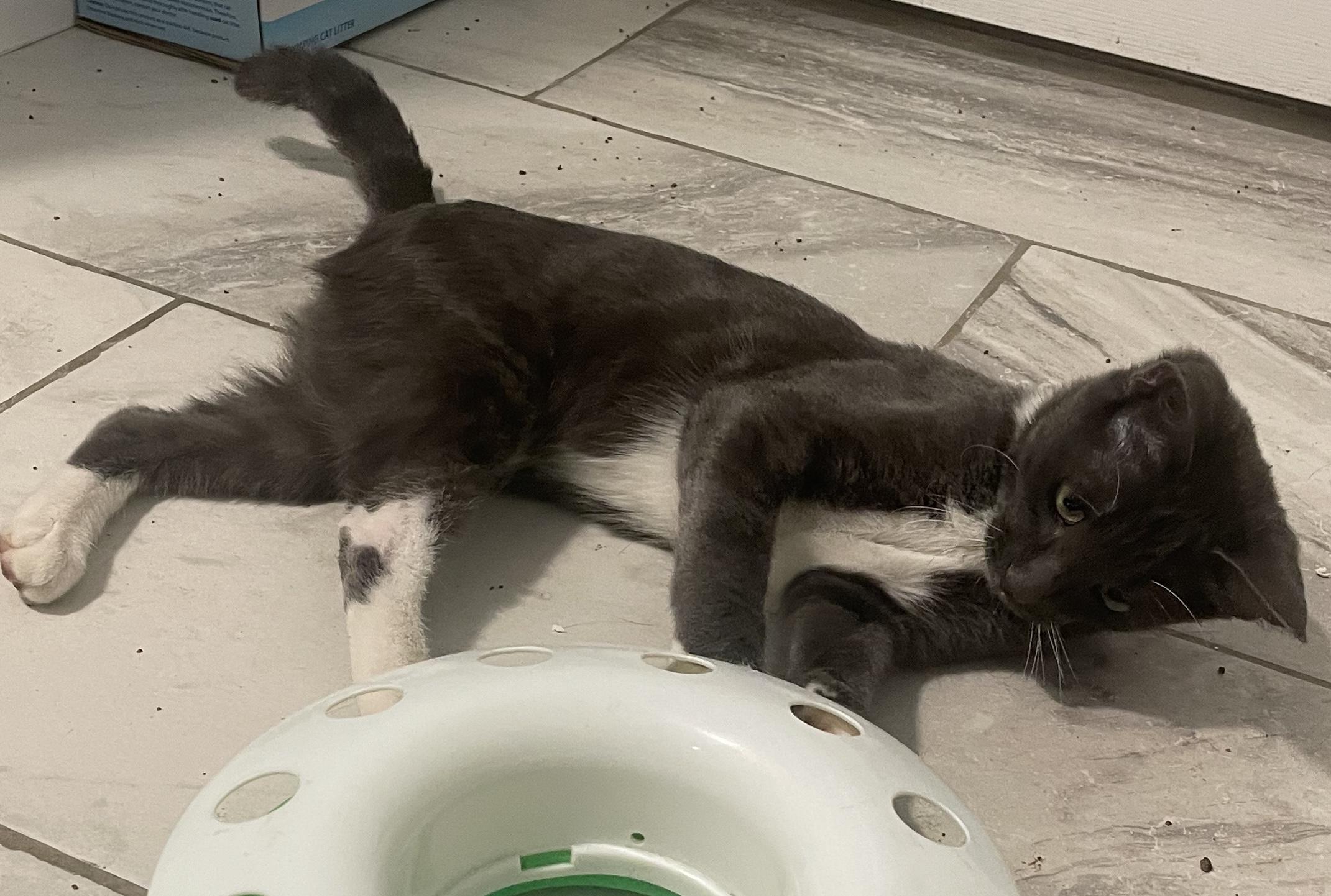 Enlarge Augustus, a Adoptable Domestic Short Hair in Palm Desert, CA image 2/6