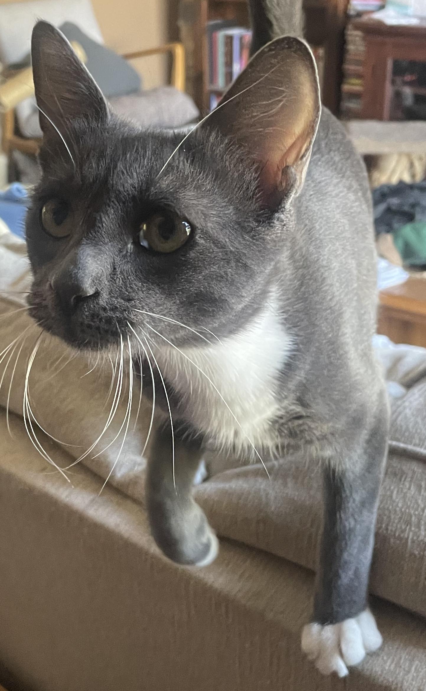 Enlarge Augustus, a Adoptable Domestic Short Hair in Palm Desert, CA image 3/6