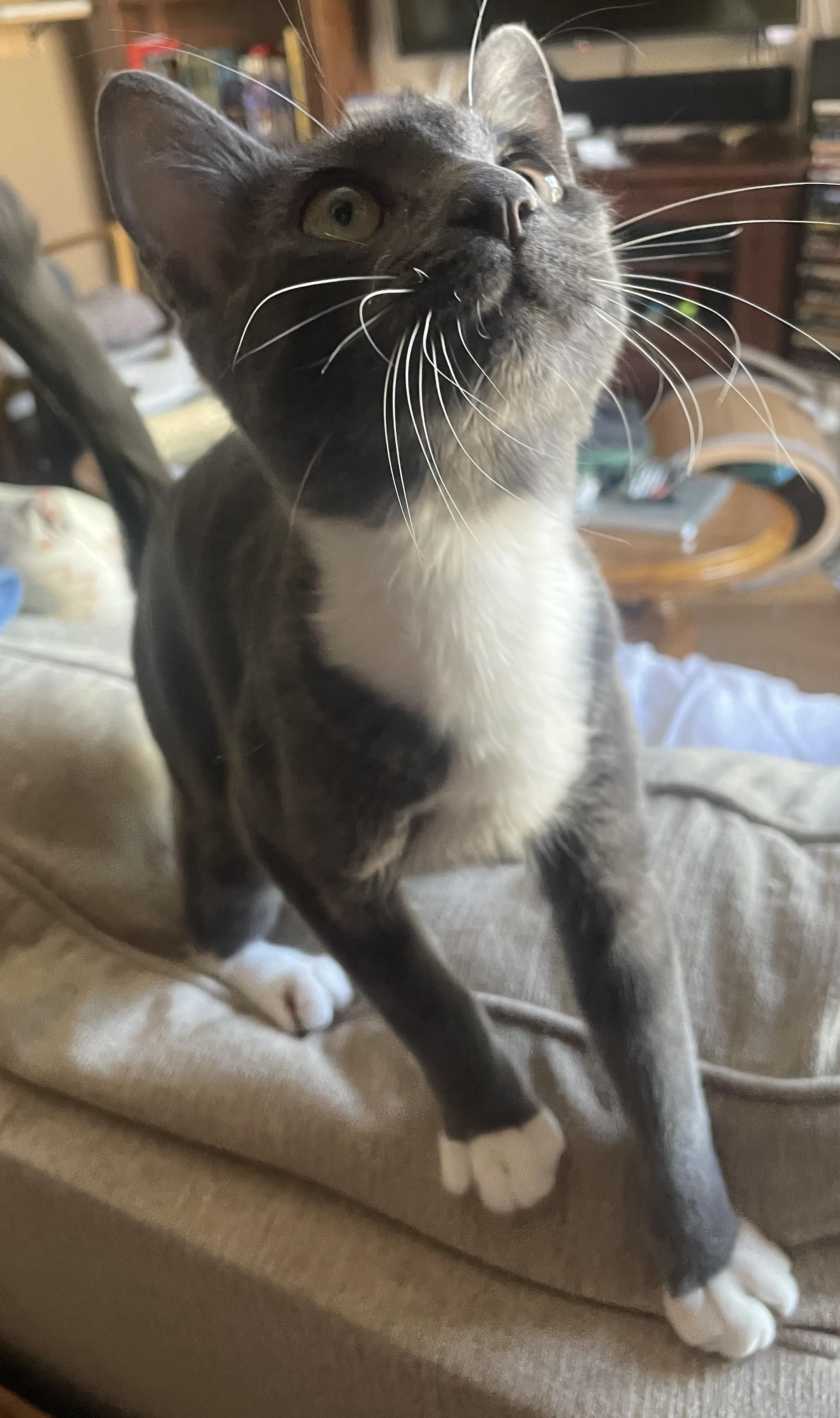 Enlarge Augustus, a Adoptable Domestic Short Hair in Palm Desert, CA image 4/6