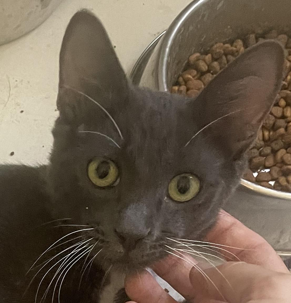 Enlarge Augustus, a Adoptable Domestic Short Hair in Palm Desert, CA image 5/6