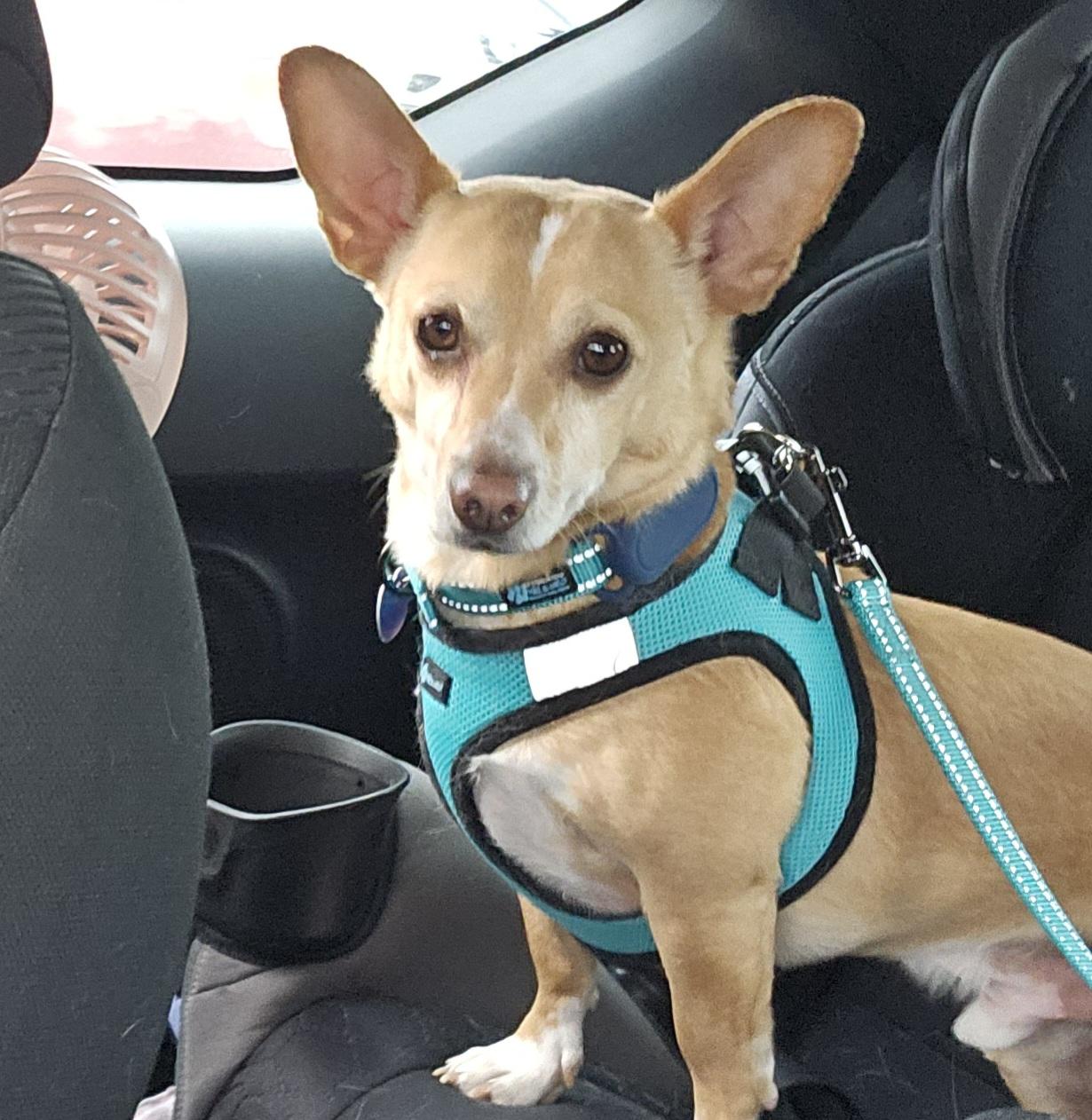 Enlarge Brutus, a ADOPTABLE mixed breed in Chubbuck, ID image 3/6