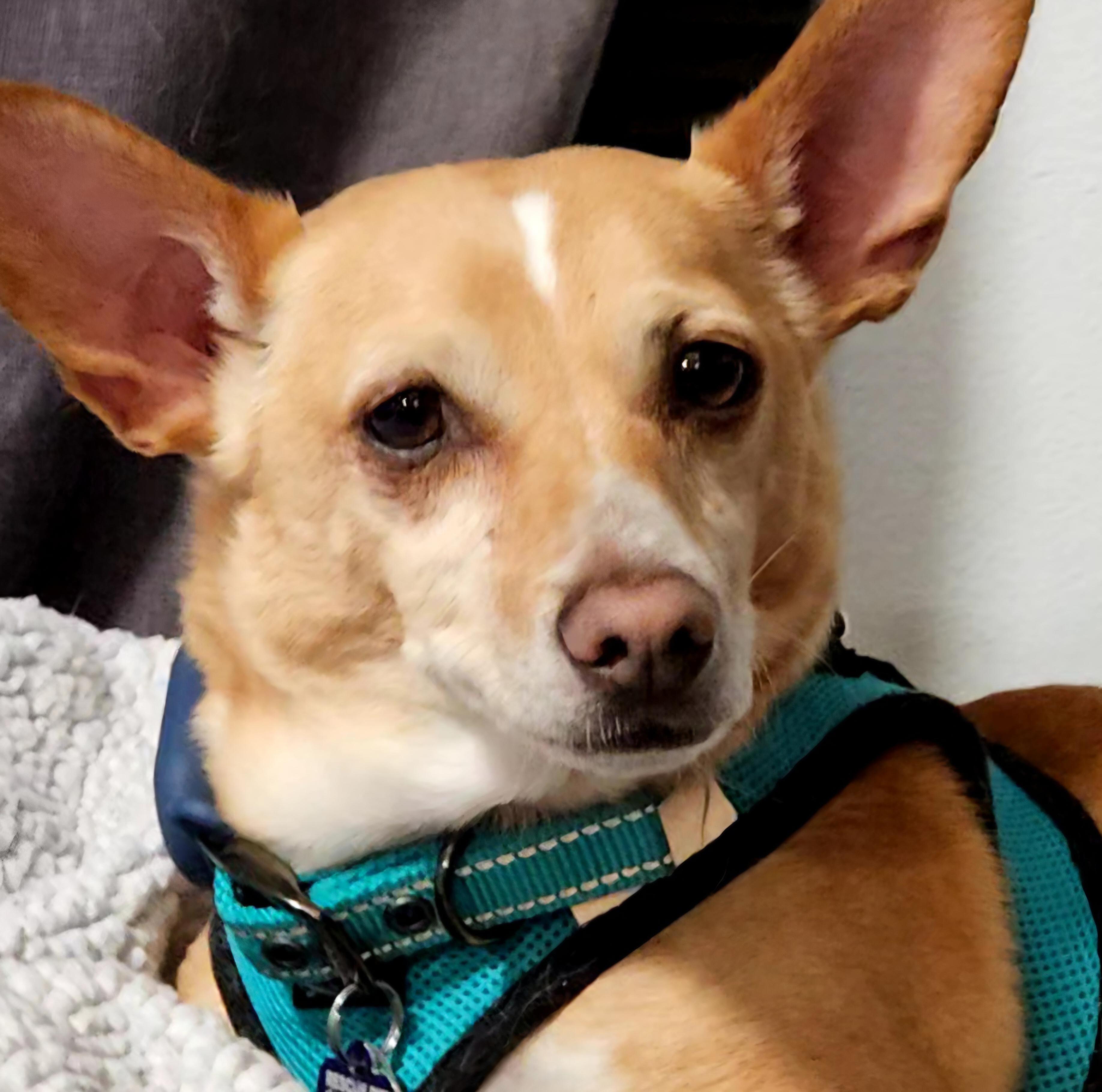 Enlarge Brutus, a ADOPTABLE mixed breed in Chubbuck, ID image 6/6