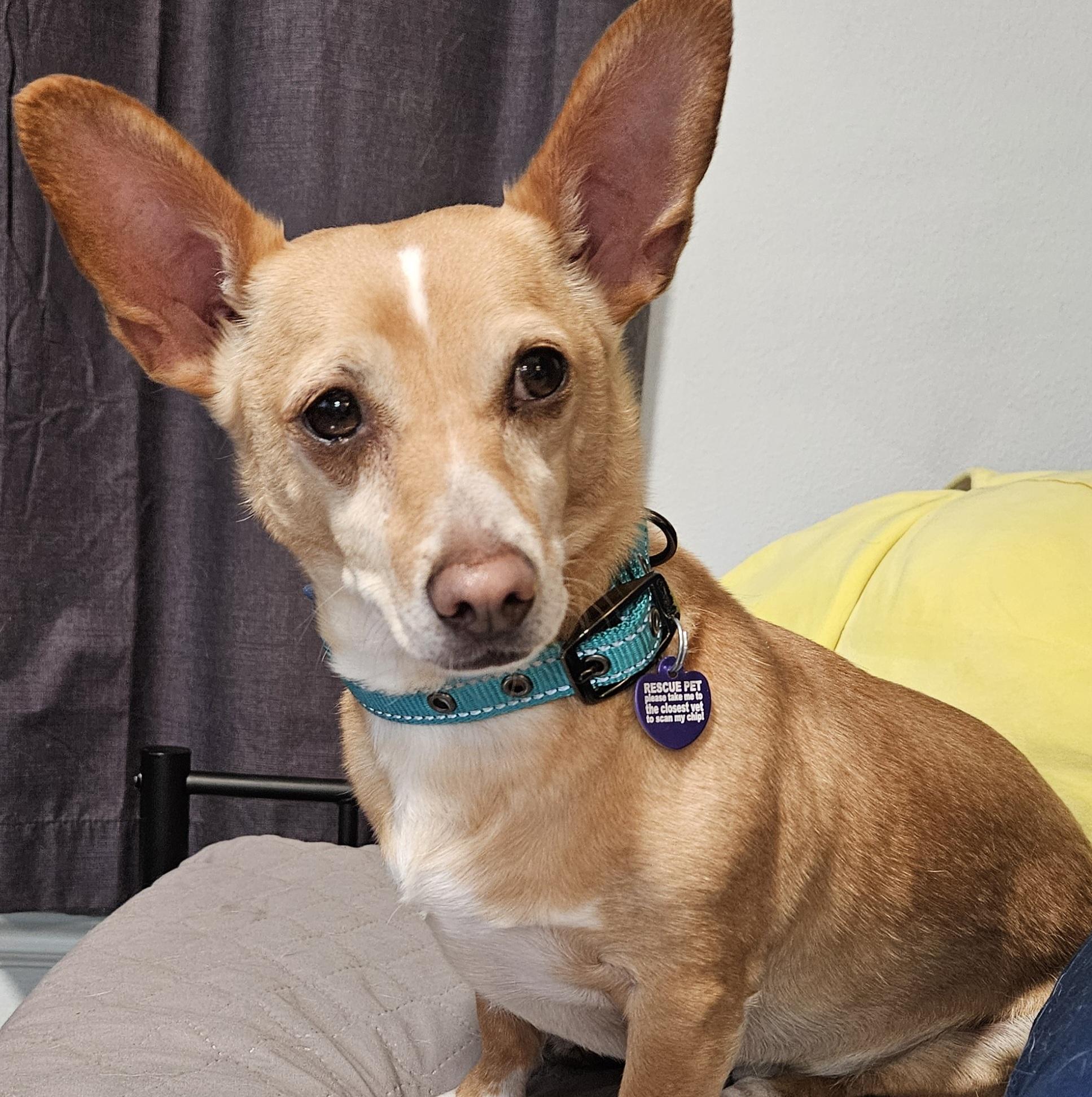 Enlarge Brutus, a ADOPTABLE mixed breed in Chubbuck, ID image 5/6