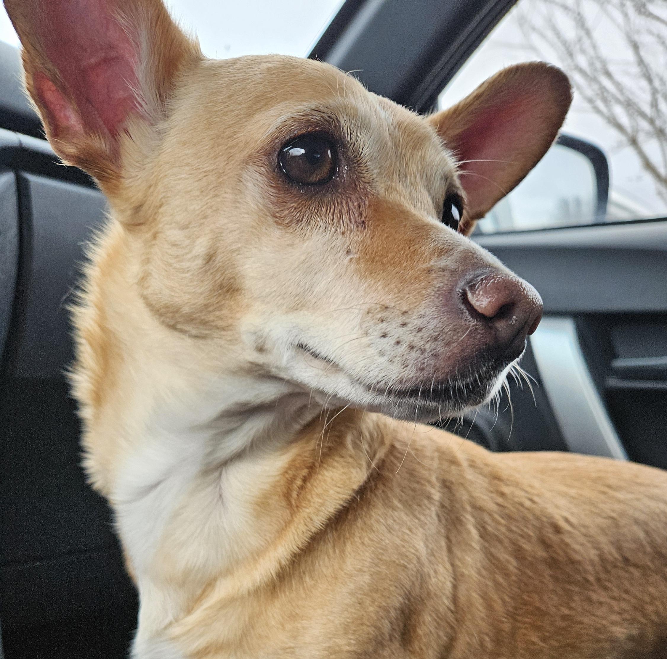 Enlarge Brutus, a ADOPTABLE mixed breed in Chubbuck, ID image 4/6