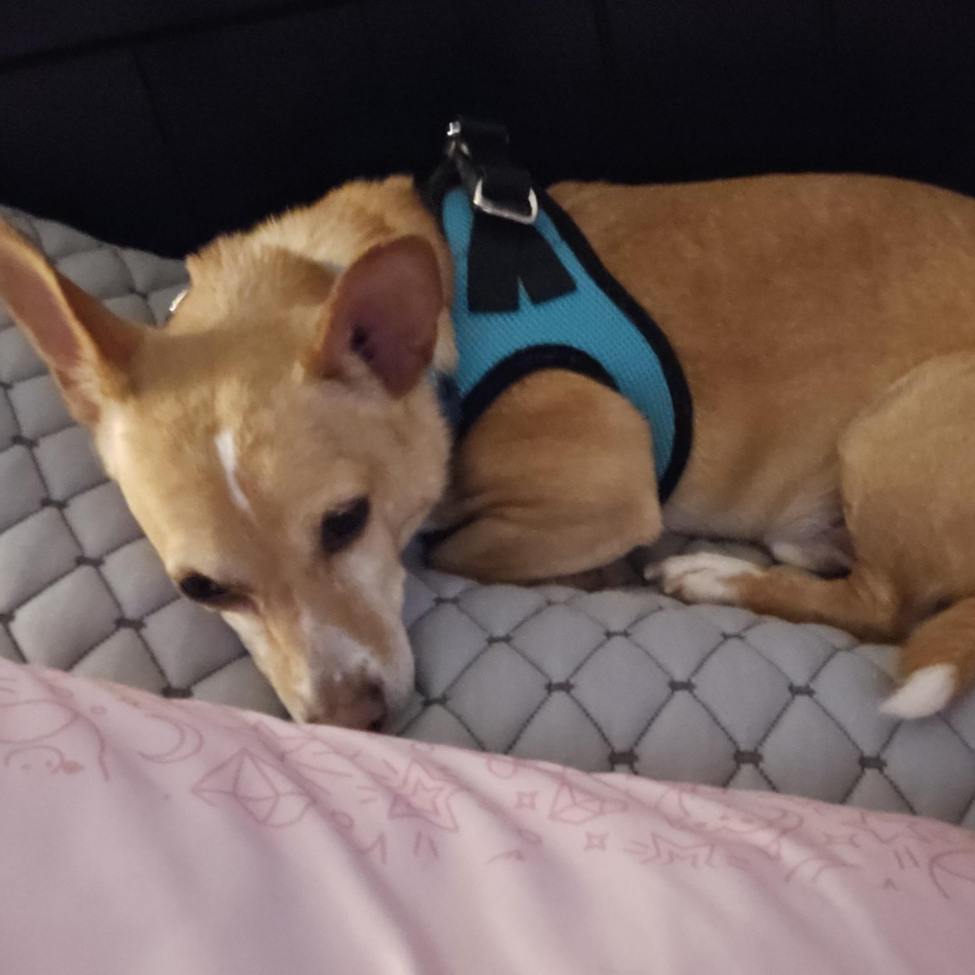 Enlarge Brutus, a ADOPTABLE mixed breed in Chubbuck, ID image 2/6