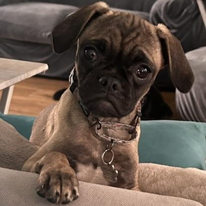 Judge Judy, Adoptable, Young Female Pug.