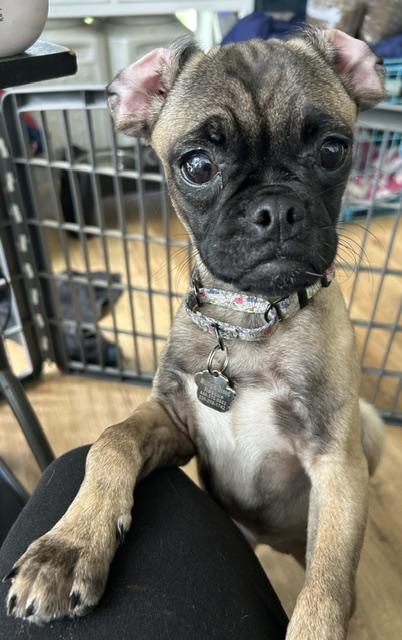 Enlarge Judge Judy, a Adoptable mixed breed in Grafton, OH image 2/5