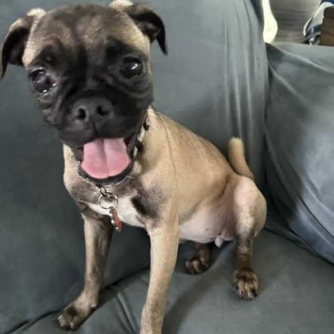 Enlarge Judge Judy, a Adoptable mixed breed in Grafton, OH image 3/5