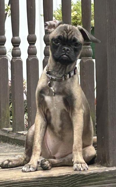 Enlarge Judge Judy, a Adoptable mixed breed in Grafton, OH image 4/5