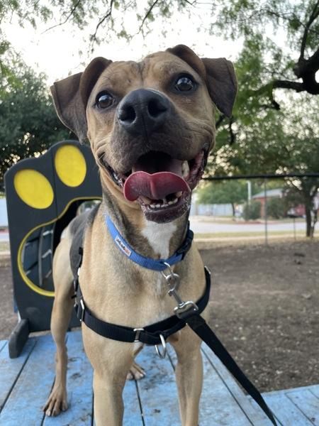 Enlarge Gatito, a Adoptable mixed breed in Austin, TX image 1/1