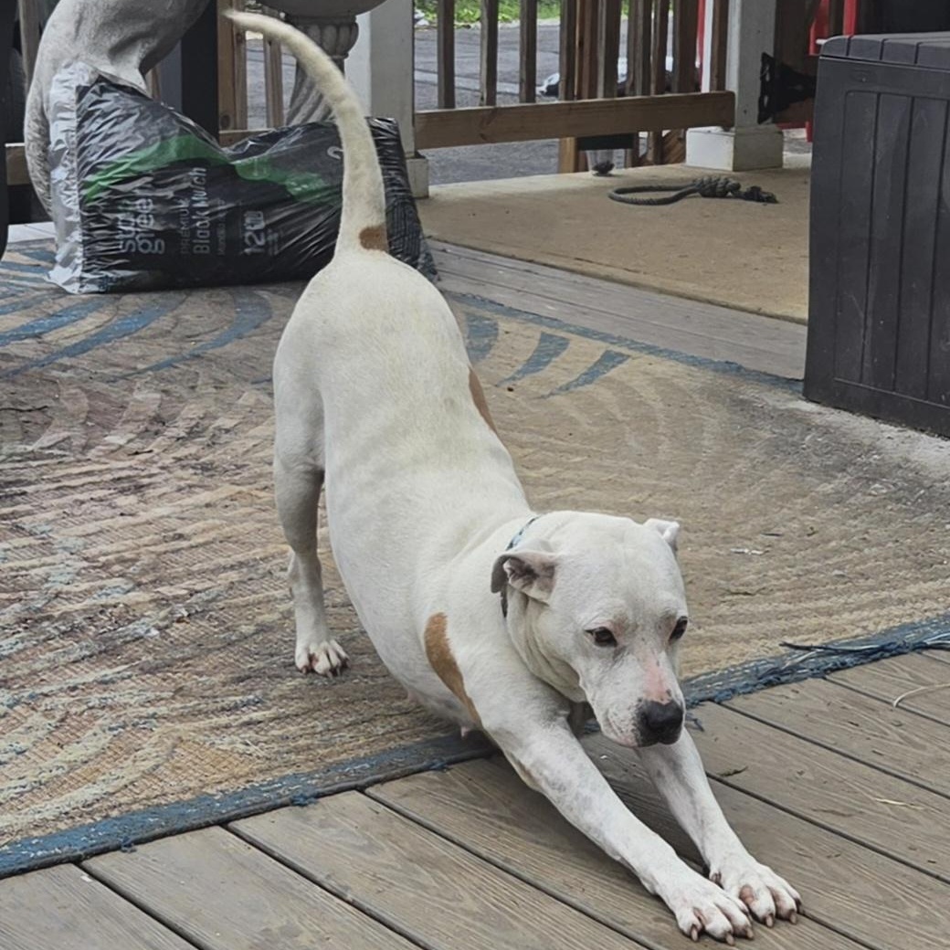 Enlarge Dolly, a Adopted mixed breed in Shinnston, WV image 3/6