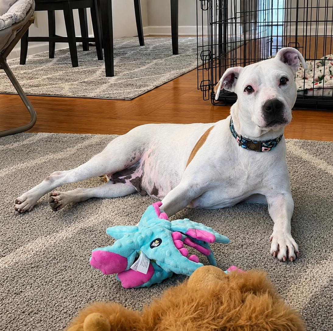 Enlarge Dolly, a Adopted mixed breed in Shinnston, WV image 5/6