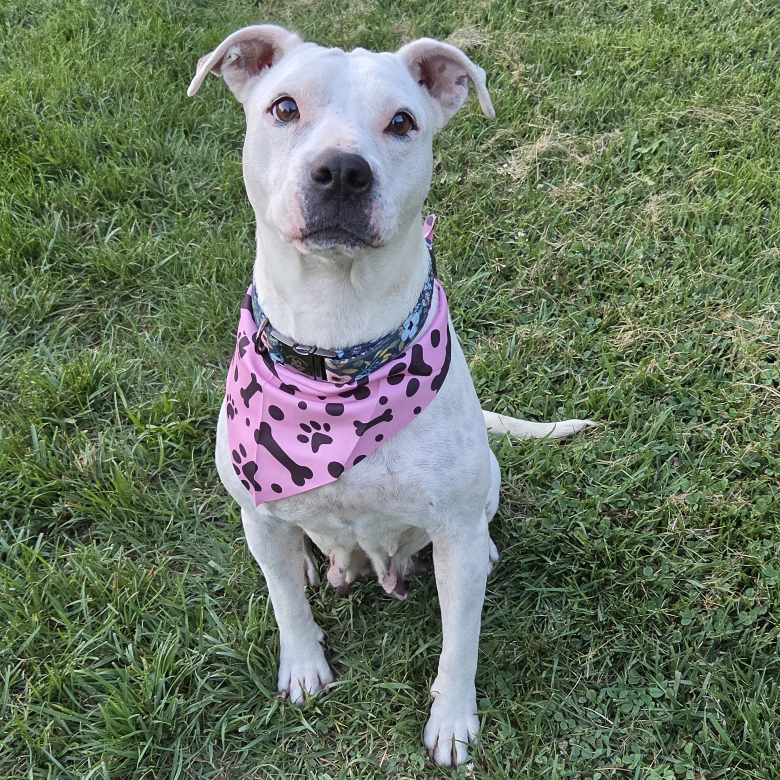 Dolly, Adopted, Senior Female Pit Bull Terrier.