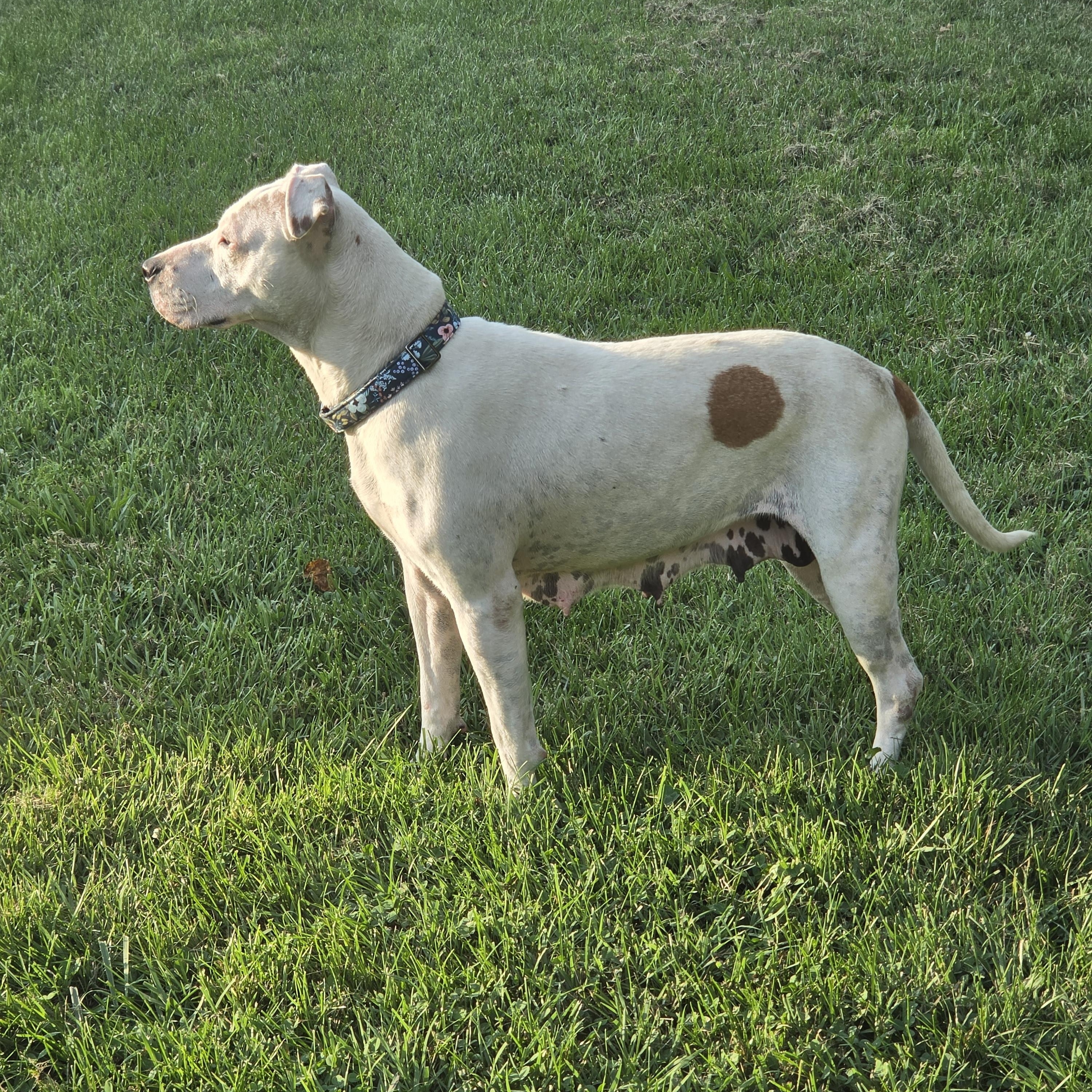 Enlarge Dolly, a Adopted mixed breed in Shinnston, WV image 2/6