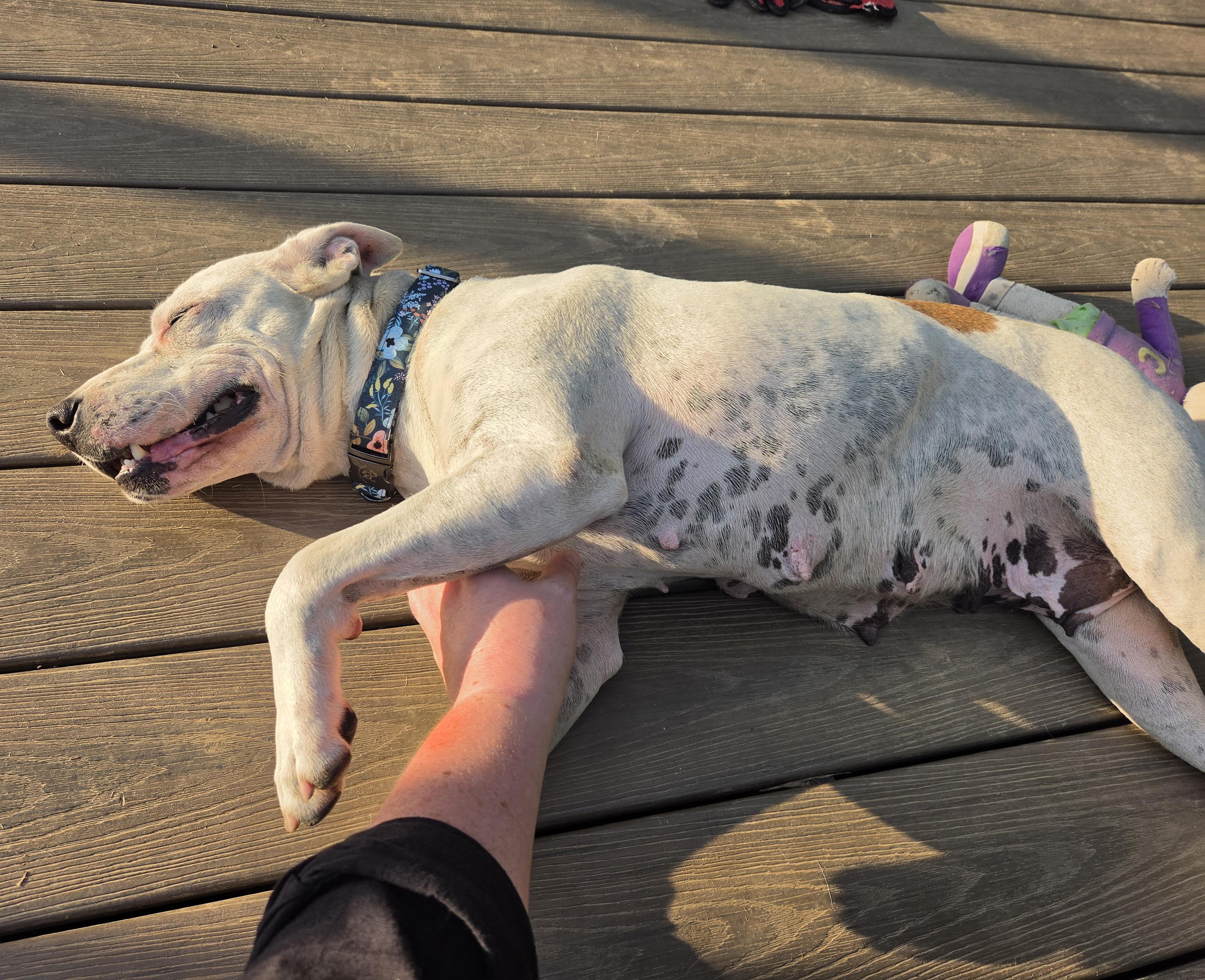Enlarge Dolly, a Adopted mixed breed in Shinnston, WV image 4/6