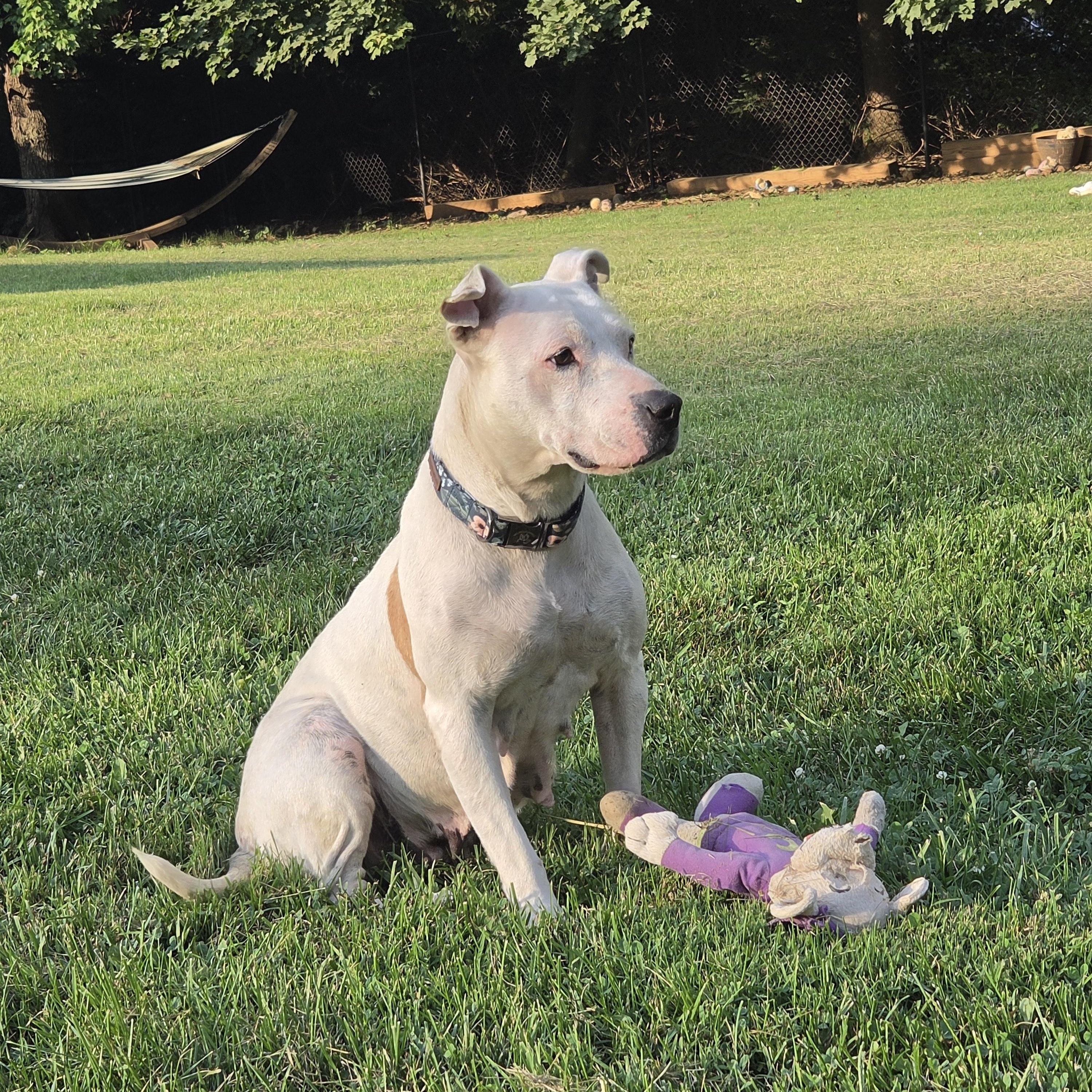 Enlarge Dolly, a Adopted mixed breed in Shinnston, WV image 6/6