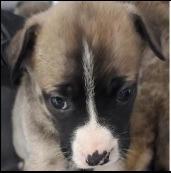 Becky, a Adoptable mixed breed in Thompson Falls, MT image 1/3