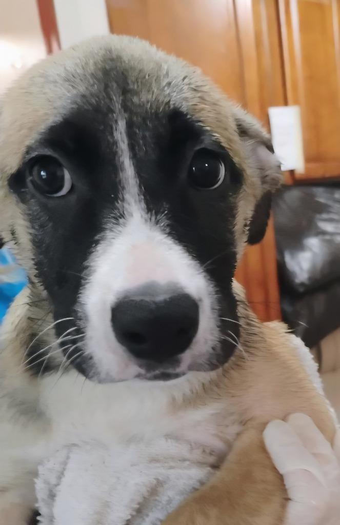 Becky, a Adoptable mixed breed in Thompson Falls, MT image 2/3