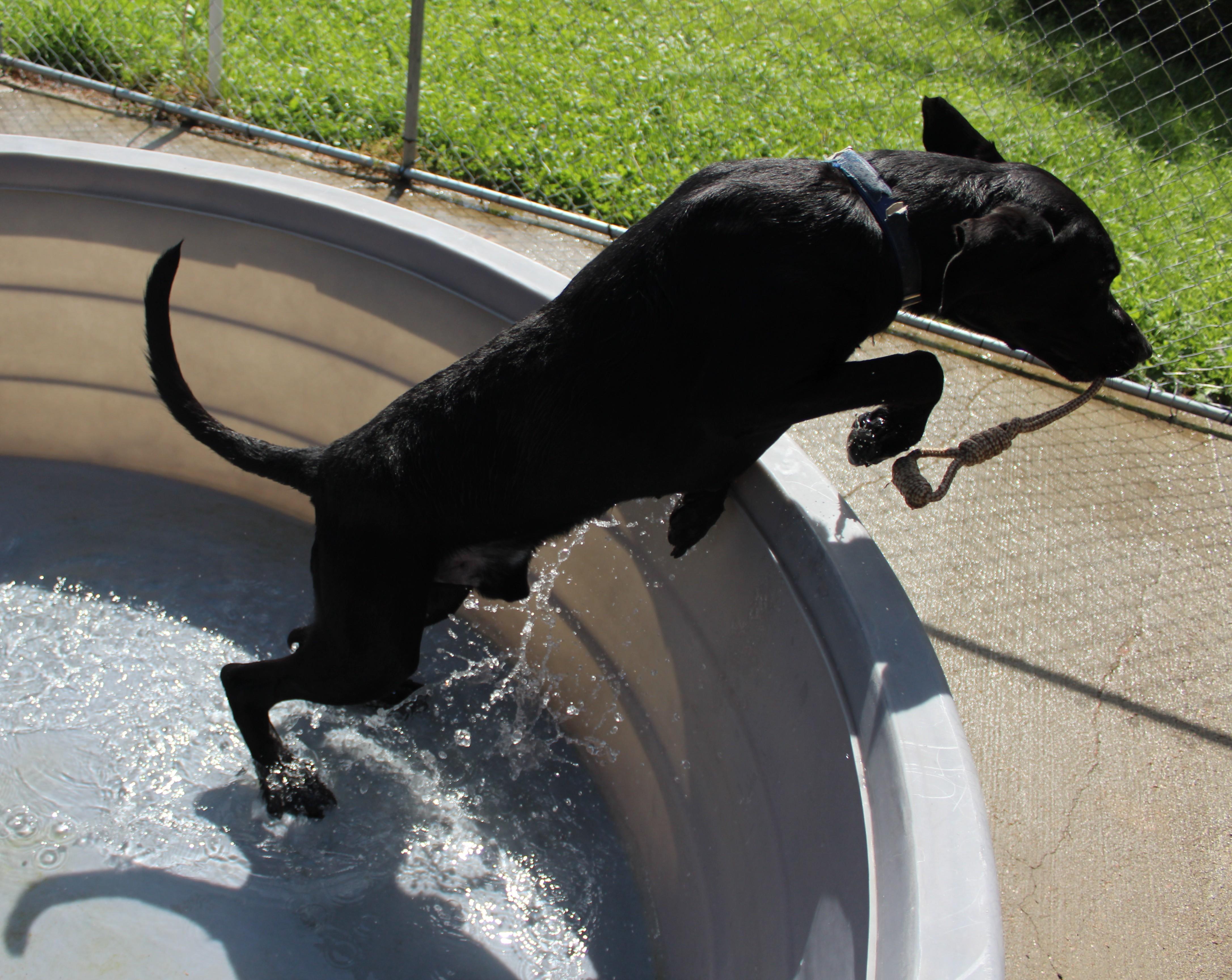Enlarge River, a Adoptable Labrador Retriever in Huron, SD image 3/5
