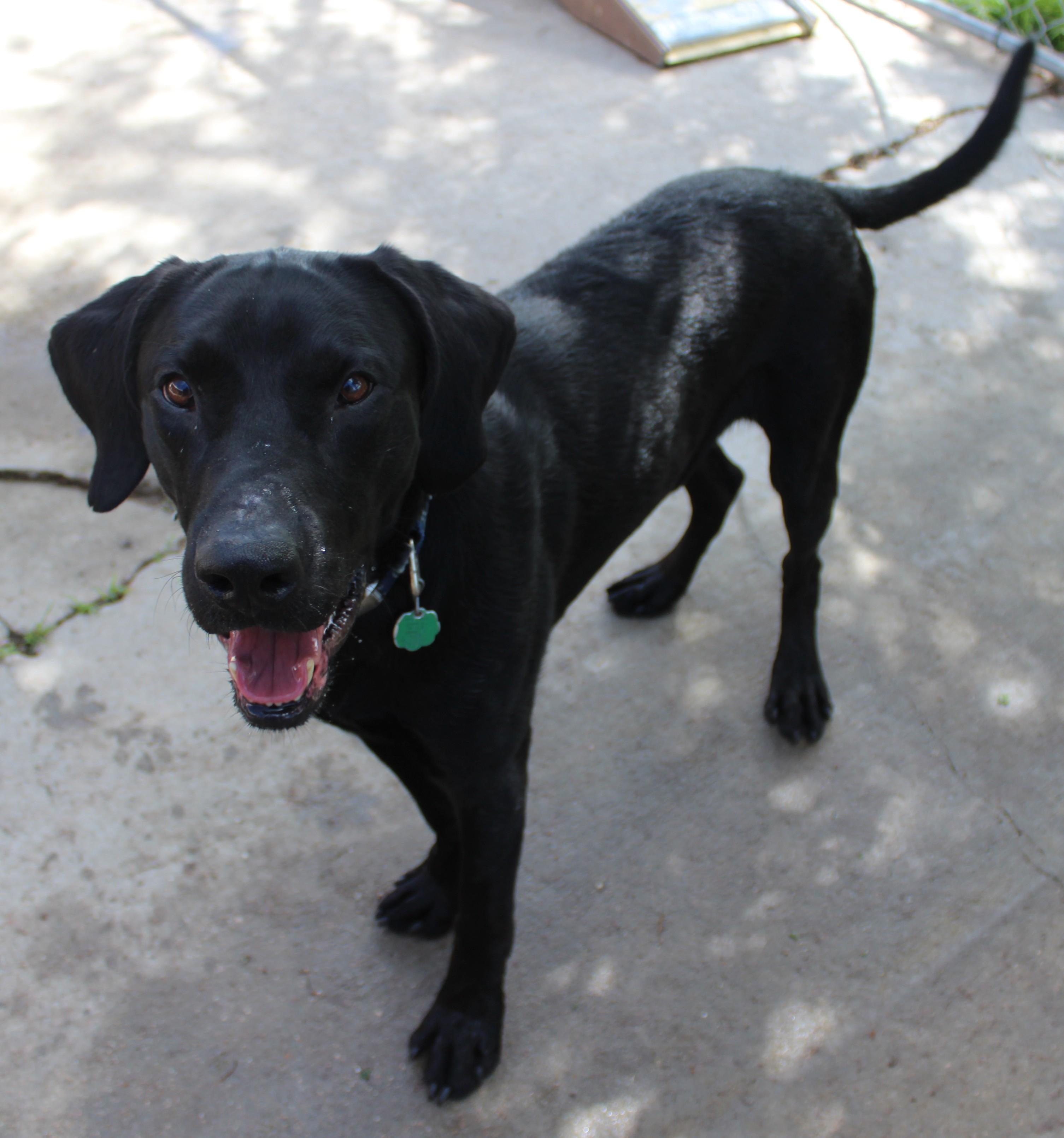 Enlarge River, a Adoptable Labrador Retriever in Huron, SD image 4/5