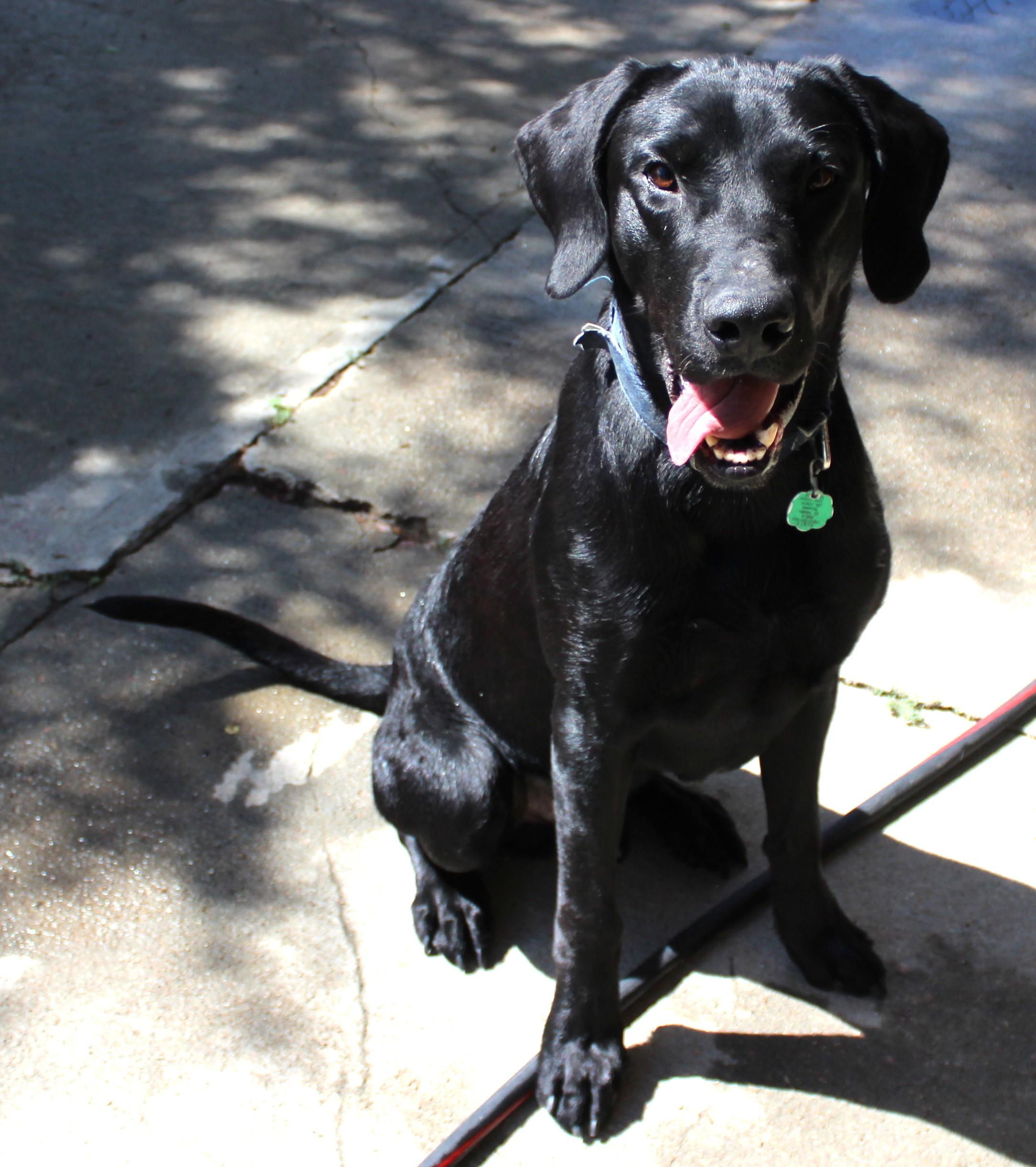 Enlarge River, a Adoptable Labrador Retriever in Huron, SD image 5/5