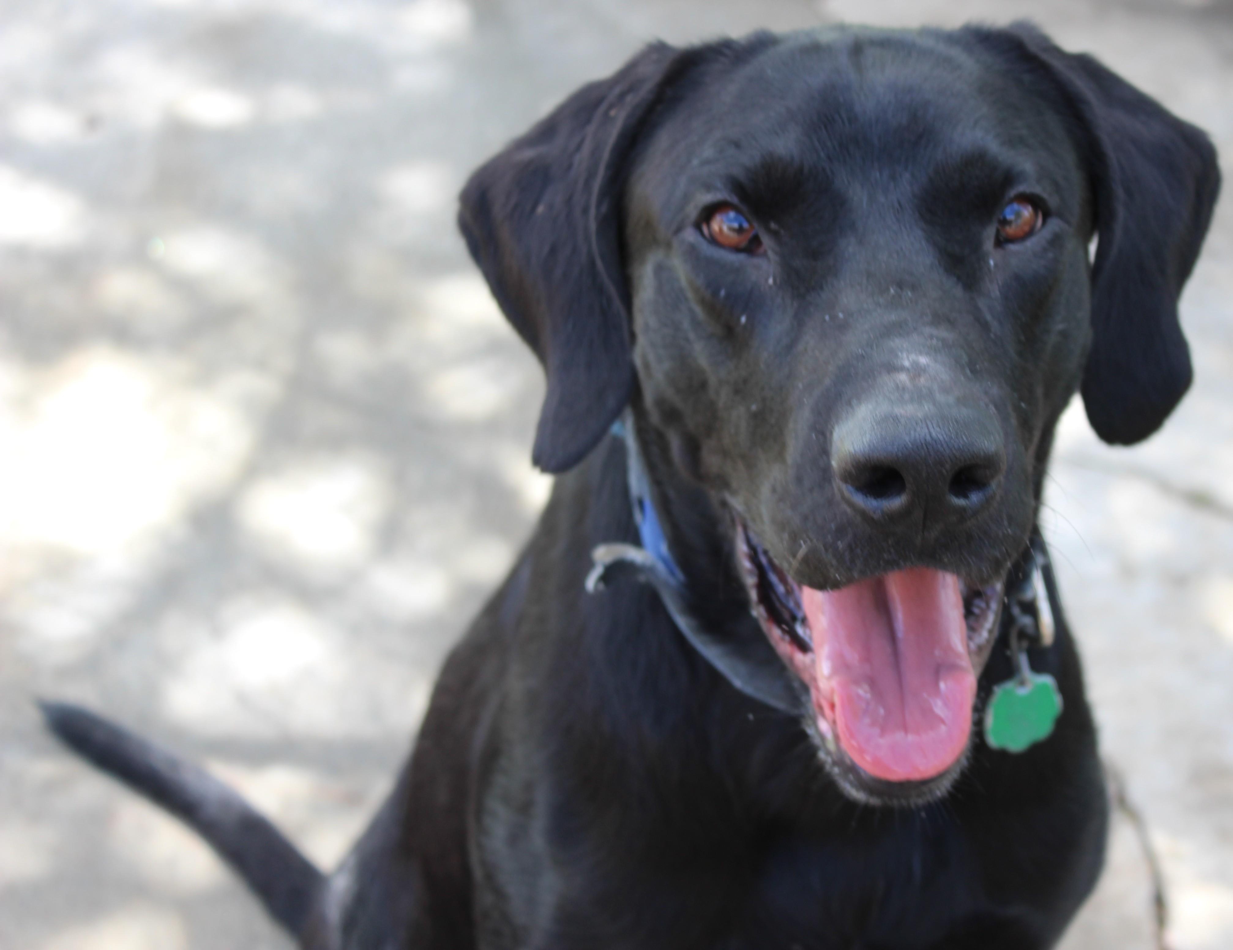 River, Adoptable, Adult Male Labrador Retriever.