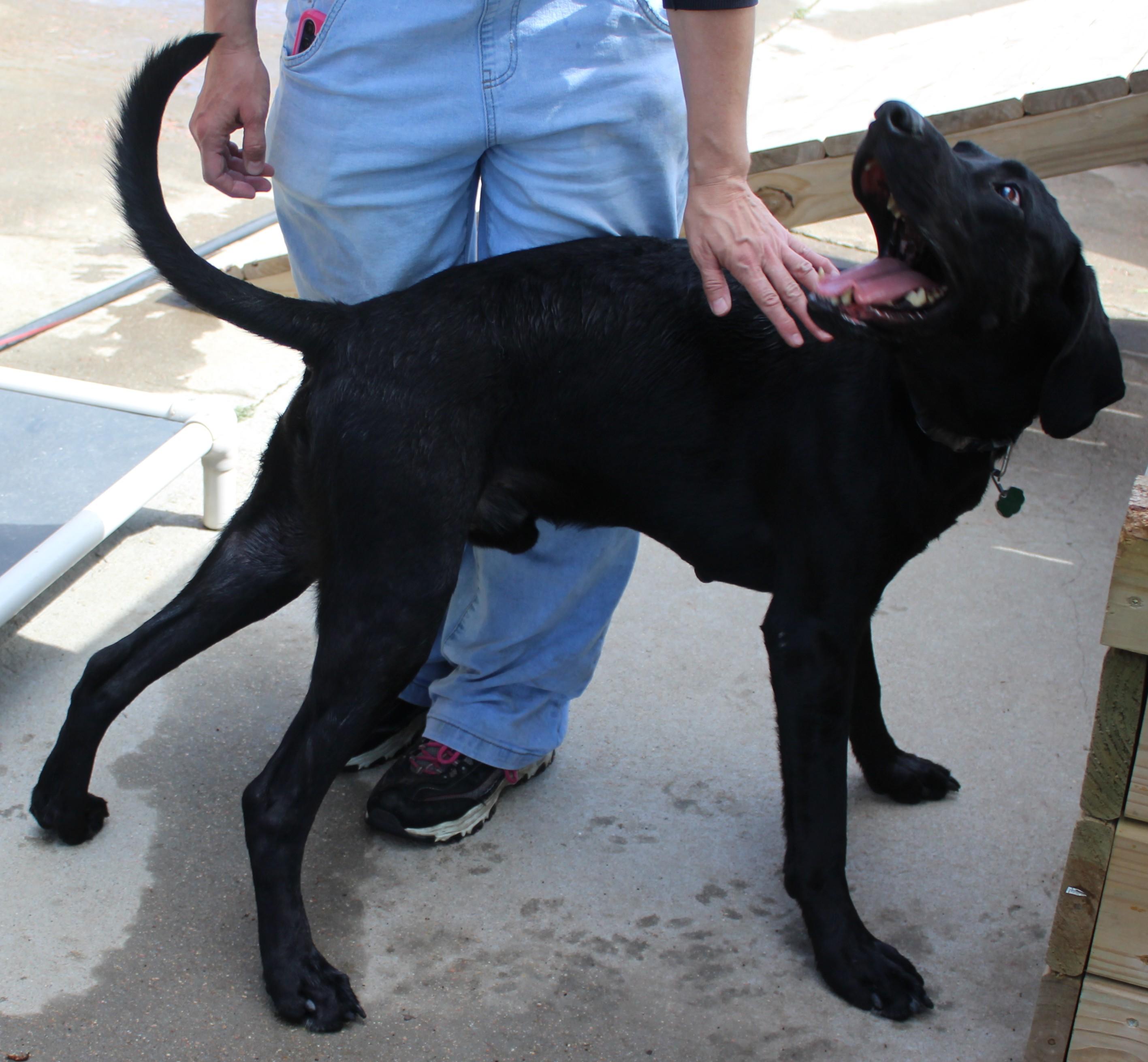 Enlarge River, a Adoptable Labrador Retriever in Huron, SD image 2/5