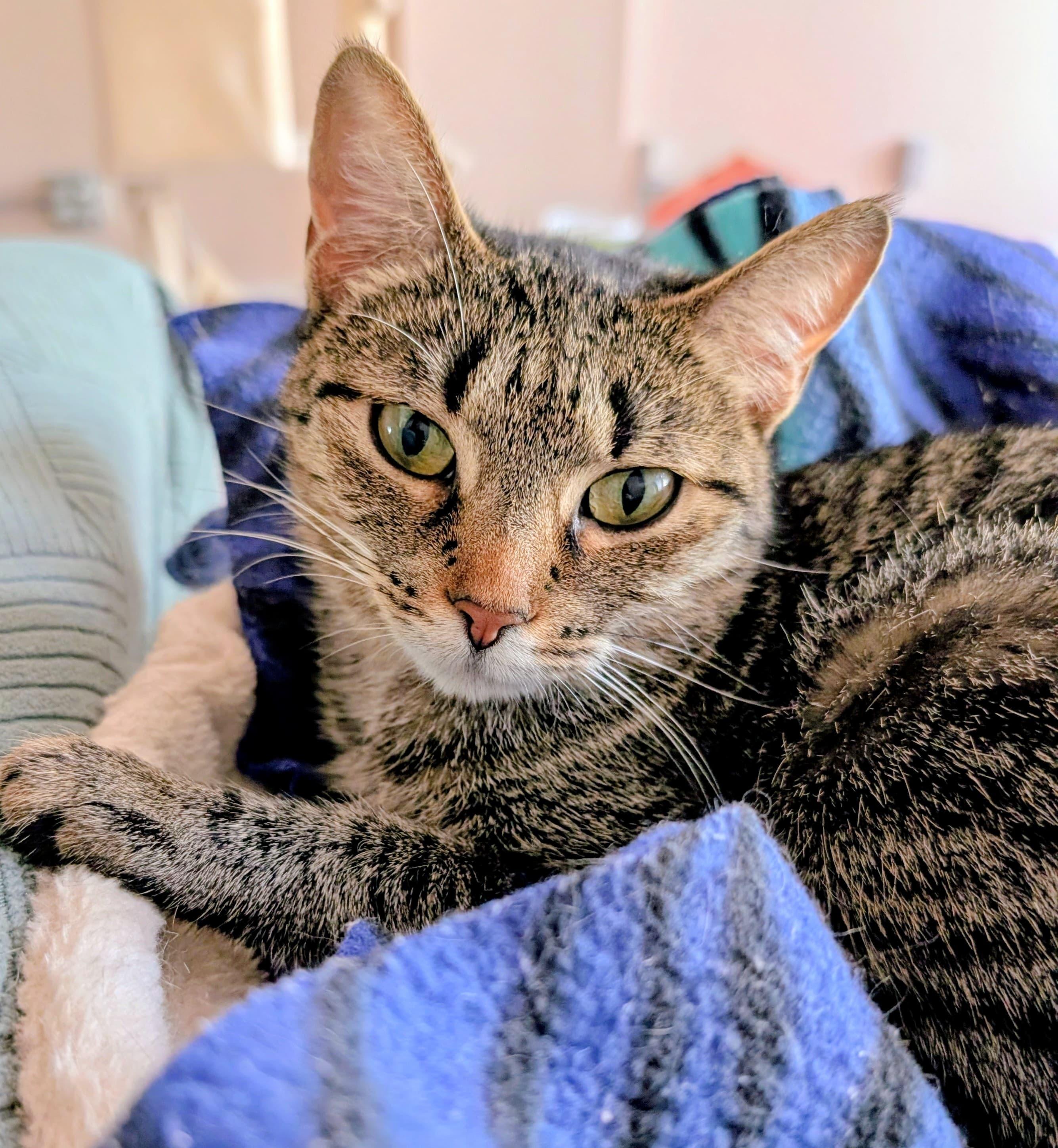 Enlarge Angie, a Adoptable Domestic Short Hair in Rochester, NY image 1/6