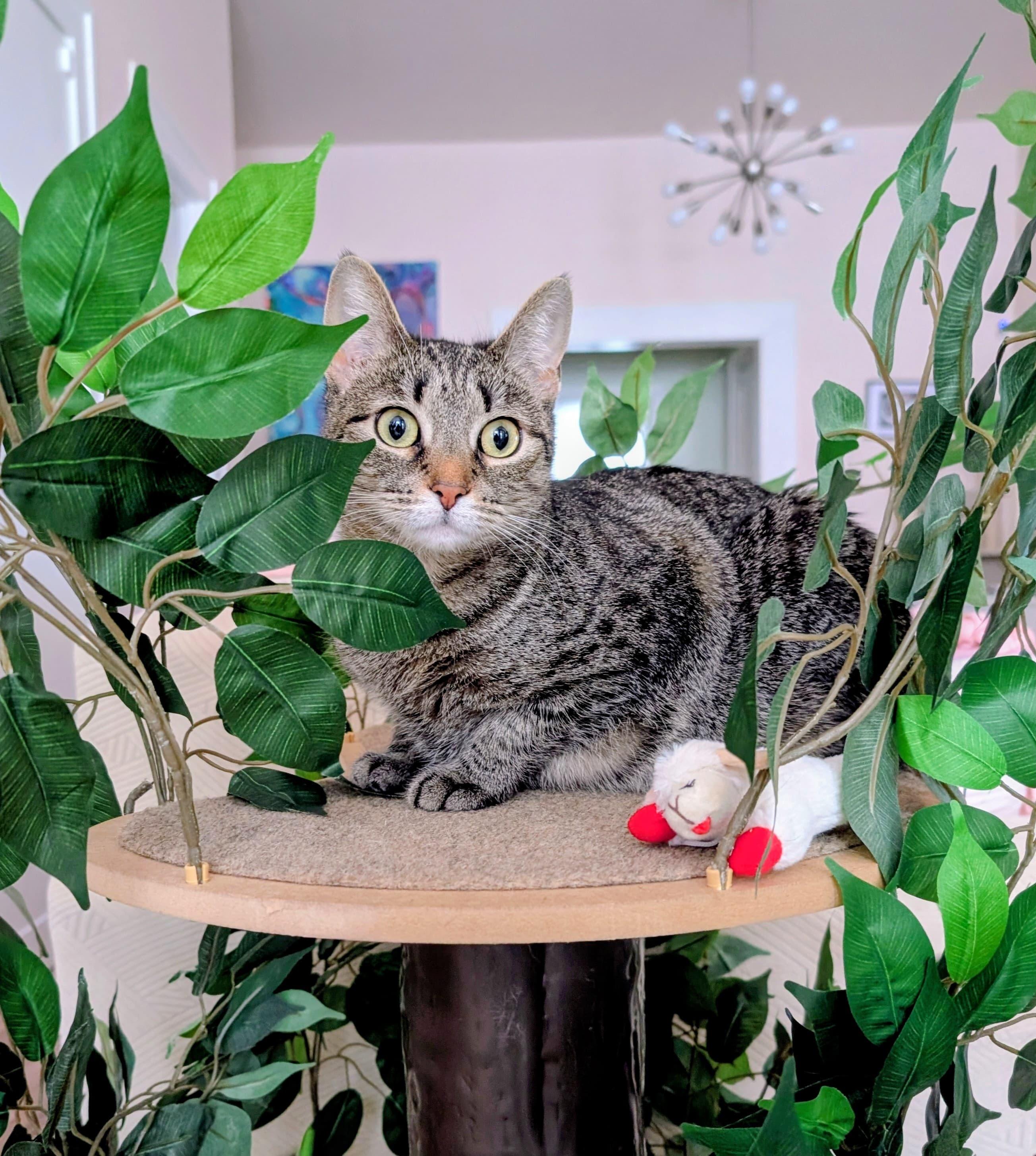 Enlarge Angie, a Adoptable Domestic Short Hair in Rochester, NY image 2/6