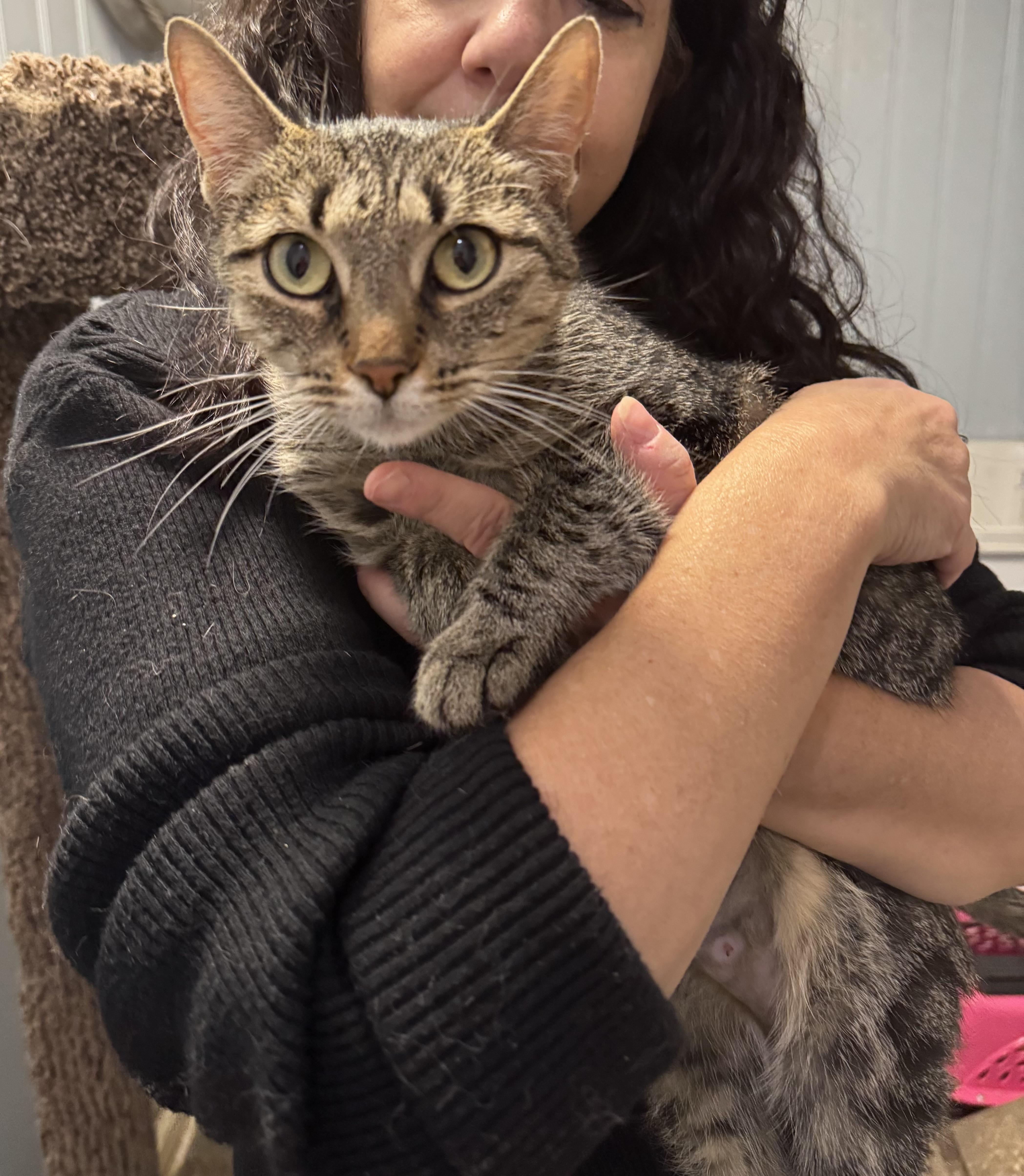 Enlarge Angie, a Adoptable Domestic Short Hair in Rochester, NY image 4/6