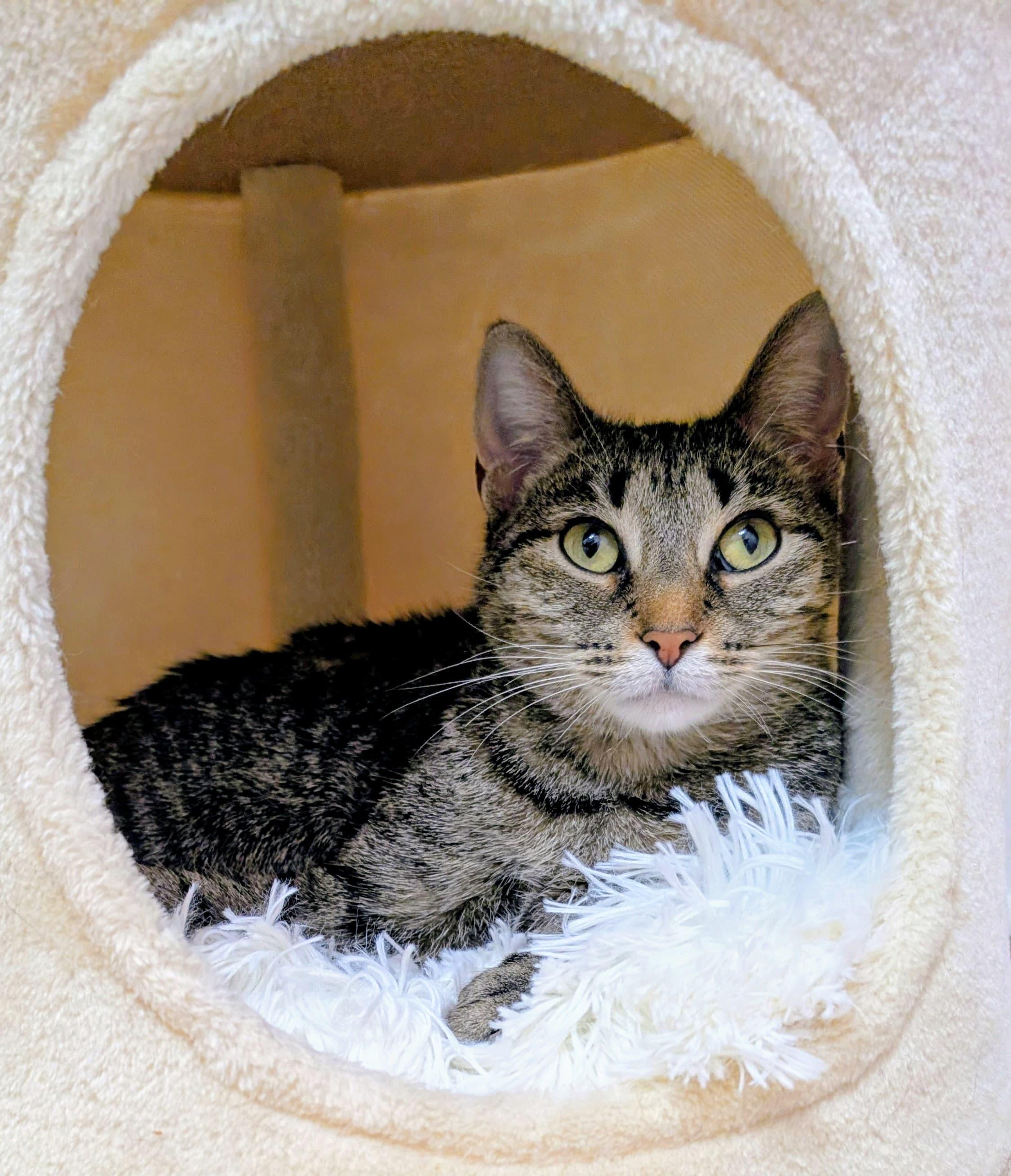 Enlarge Angie, a Adoptable Domestic Short Hair in Rochester, NY image 5/6