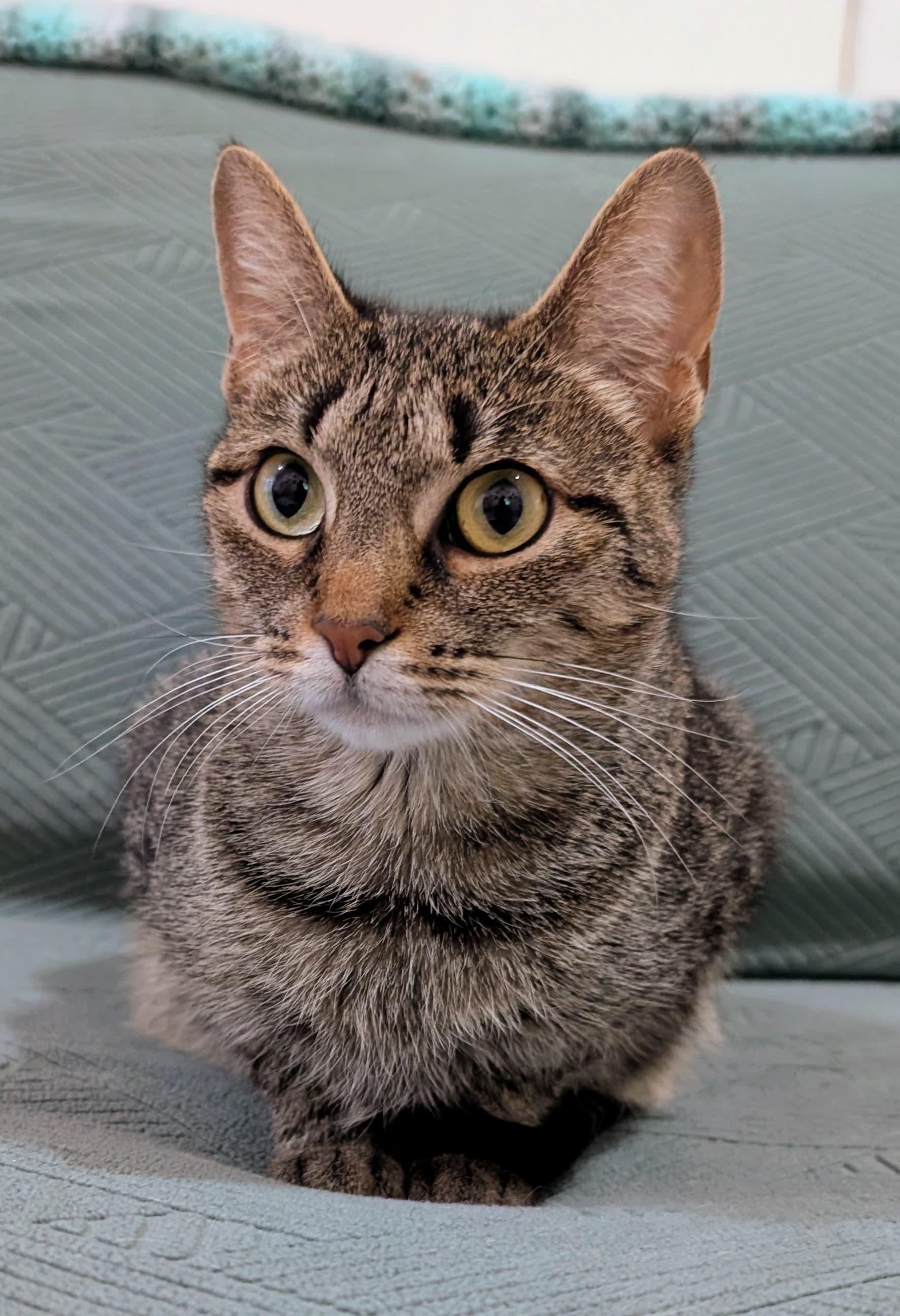 Enlarge Angie, a Adoptable Domestic Short Hair in Rochester, NY image 3/6