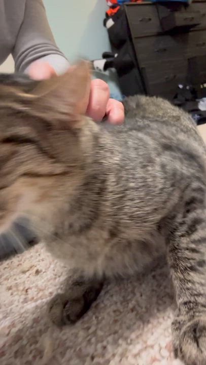 Enlarge Angie, a Adoptable Domestic Short Hair in Rochester, NY video 6/6