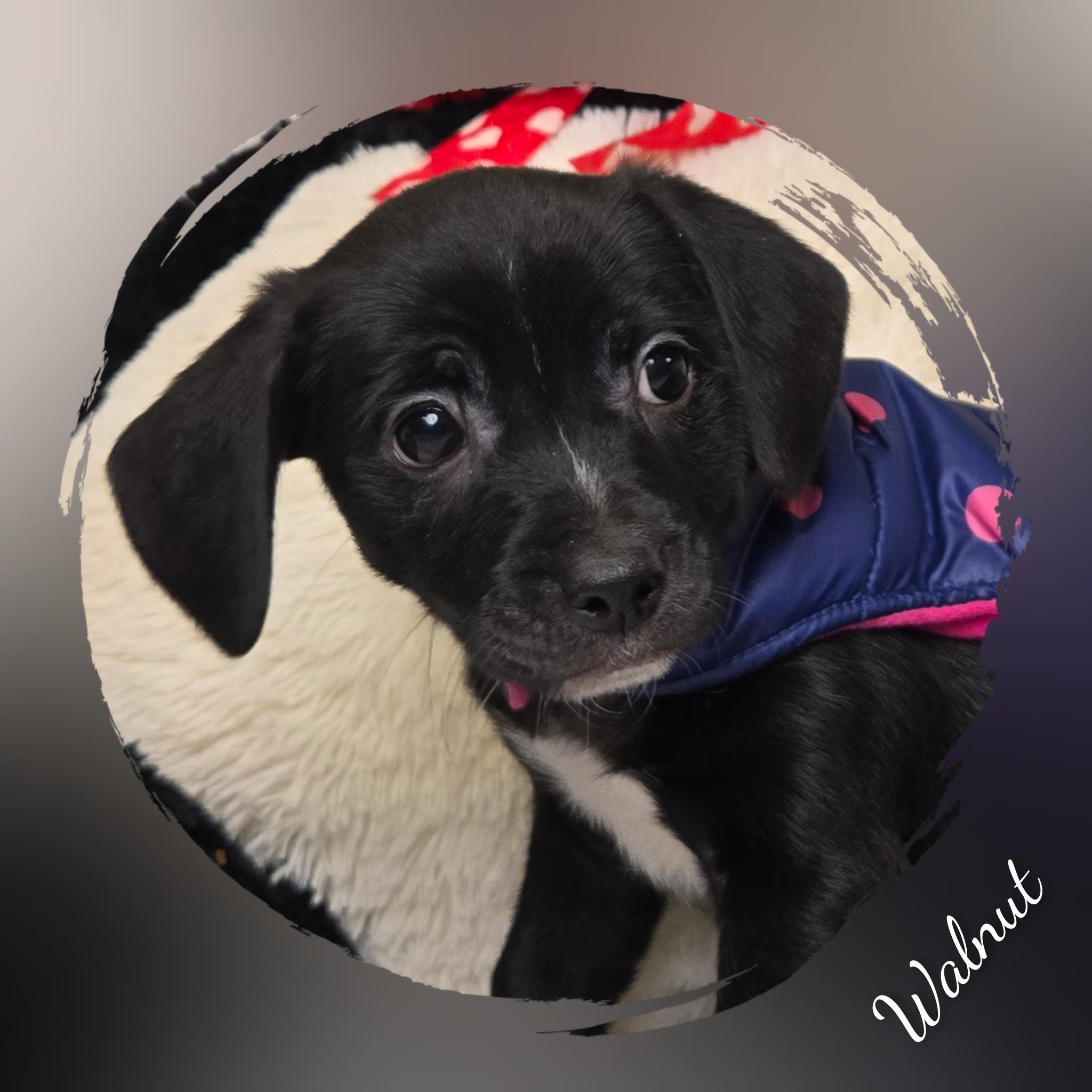 Walnut, a Adoptable mixed breed in Fredericksburg, VA image 3/6