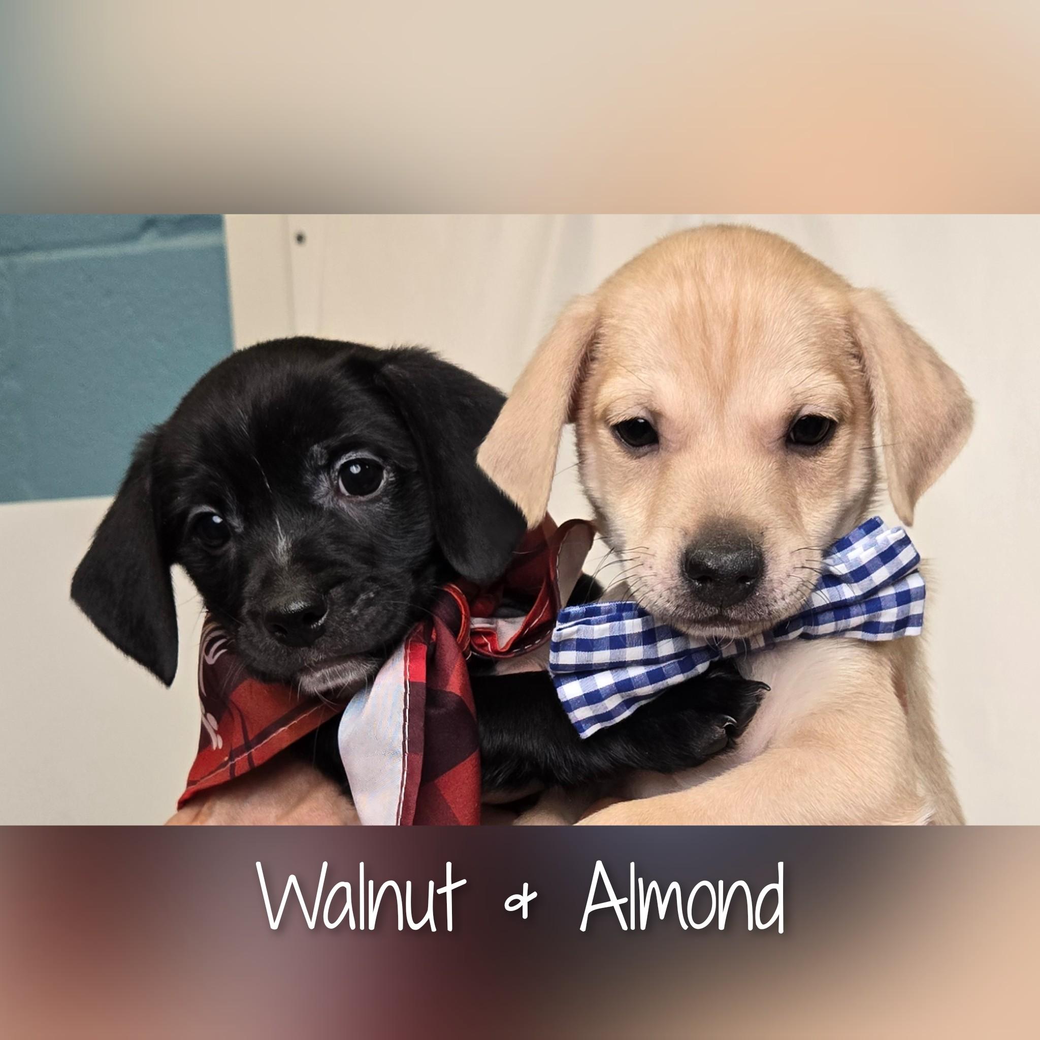 Walnut, a Adoptable mixed breed in Fredericksburg, VA image 2/6