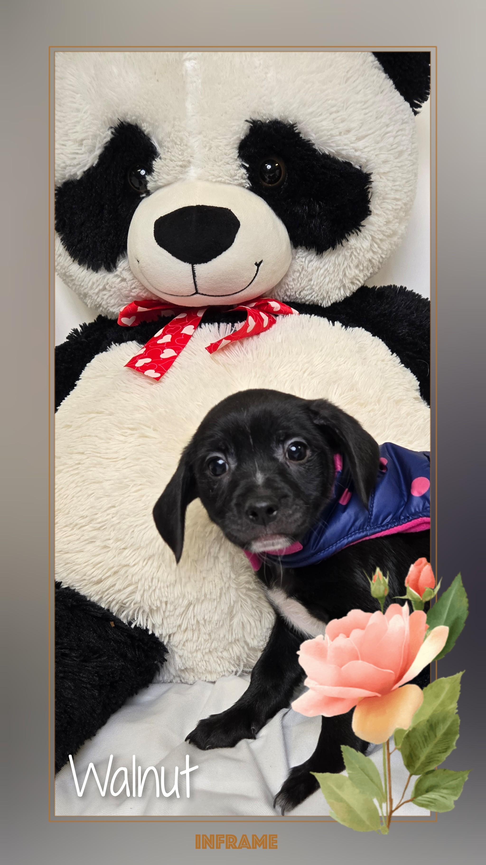 Walnut, a Adoptable mixed breed in Fredericksburg, VA image 5/6