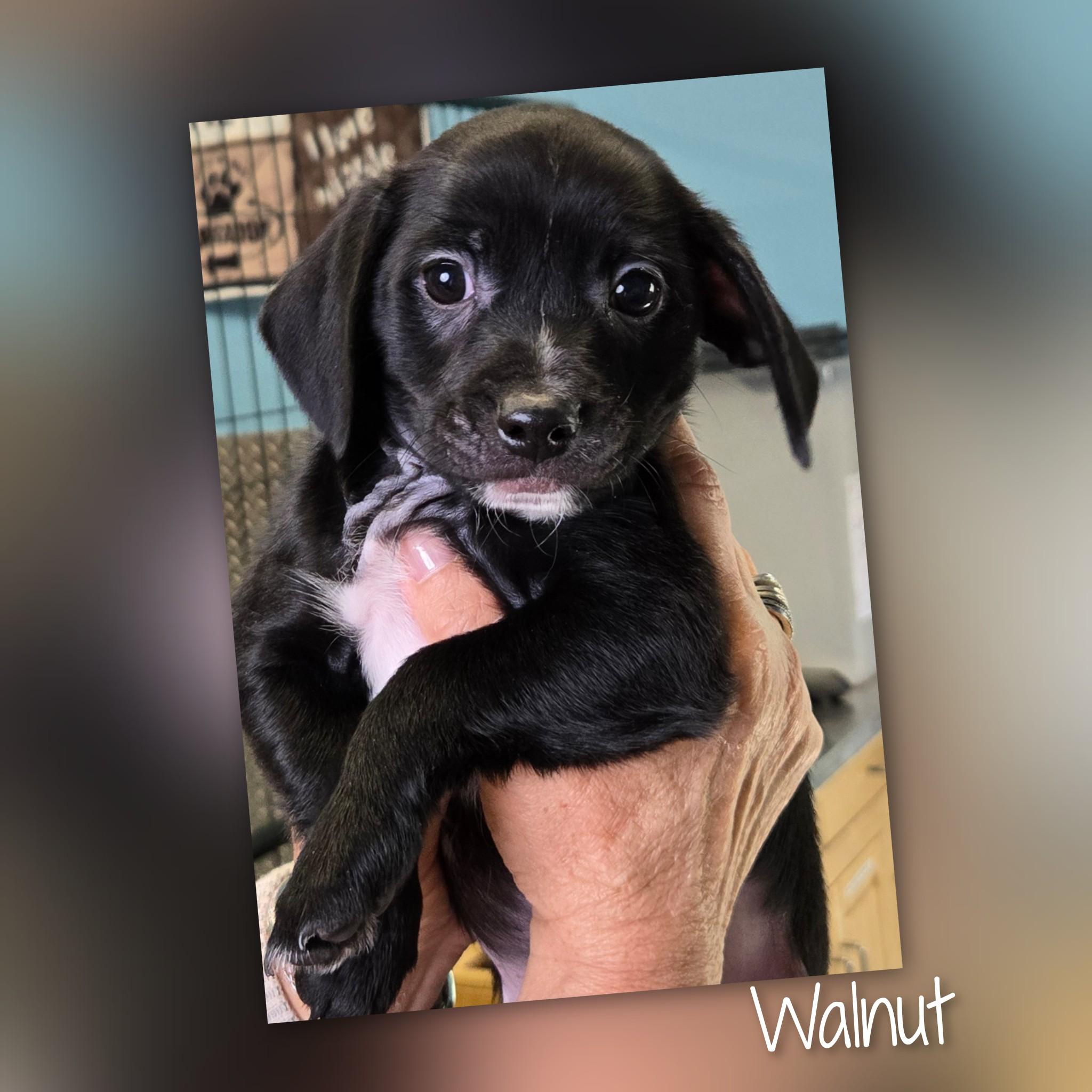 Walnut, Adoptable, Puppy Male Terrier.