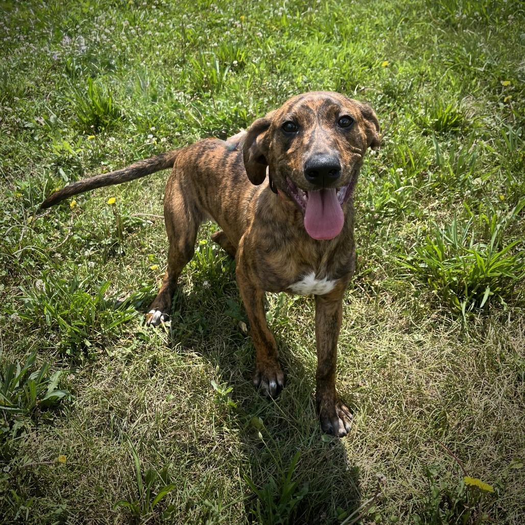 Carmalt, Adoptable, Puppy Female Mixed Breed.