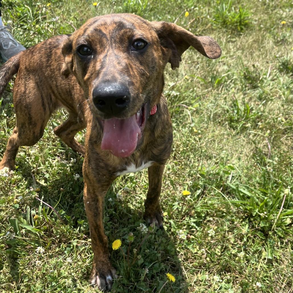 Carmalt, a Adoptable Mixed Breed in Canal Winchester, OH image 2/3